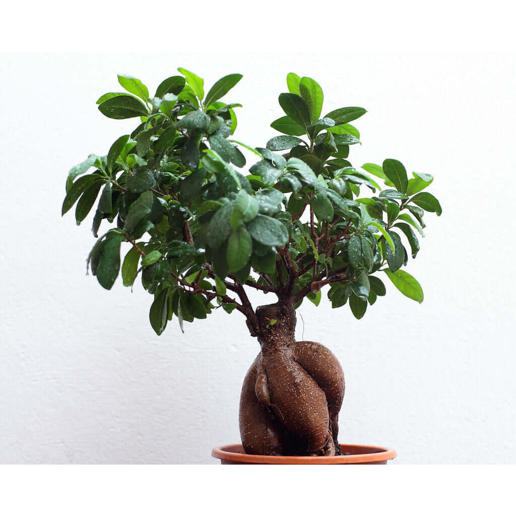 Ficus Ginseng | Modern house plants that clean the air