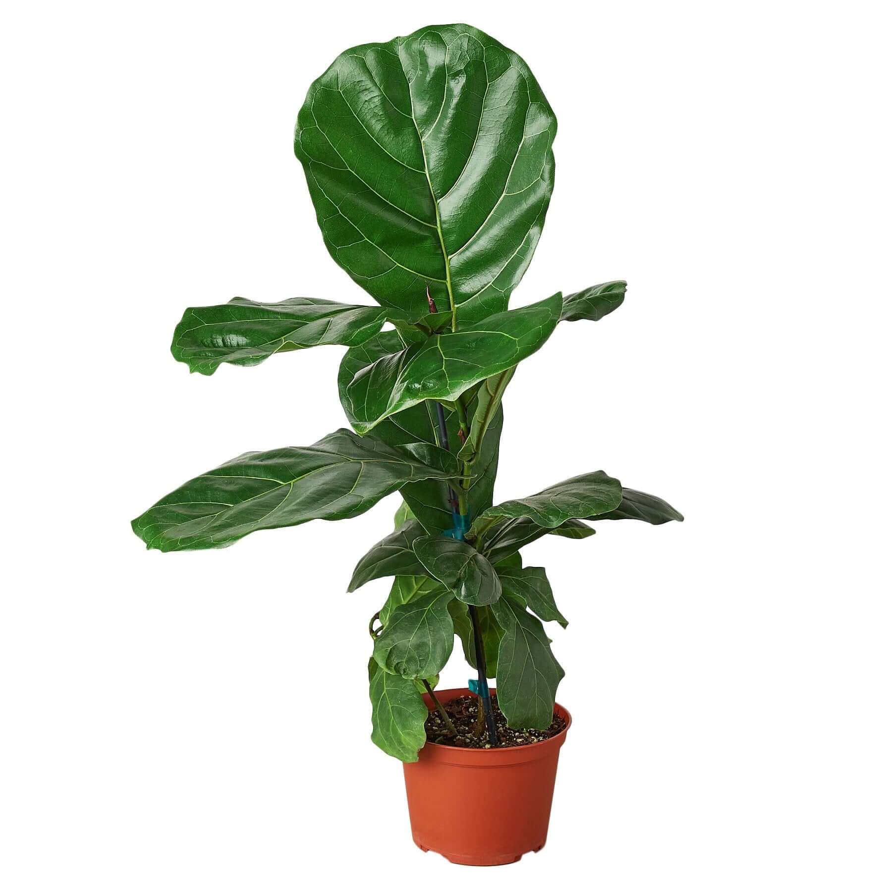 Ficus Lyrata - Fiddle Leaf Fig | Modern house plants that clean the air