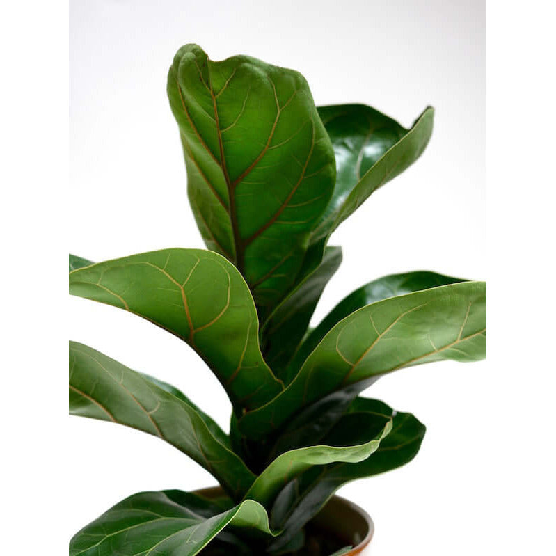Ficus Lyrata - Fiddle Leaf Fig | Modern house plants that clean the air