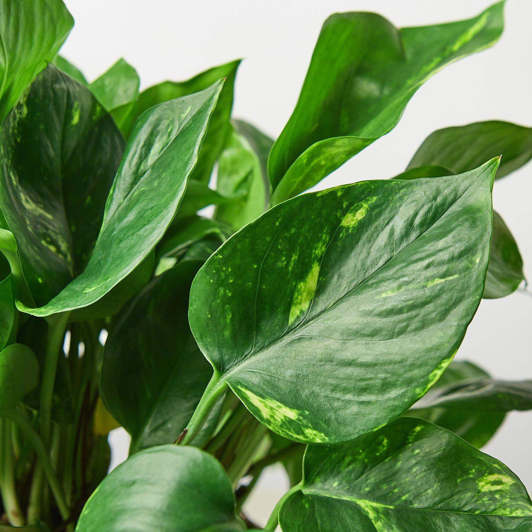 Golden Pothos | Modern house plants that clean the air