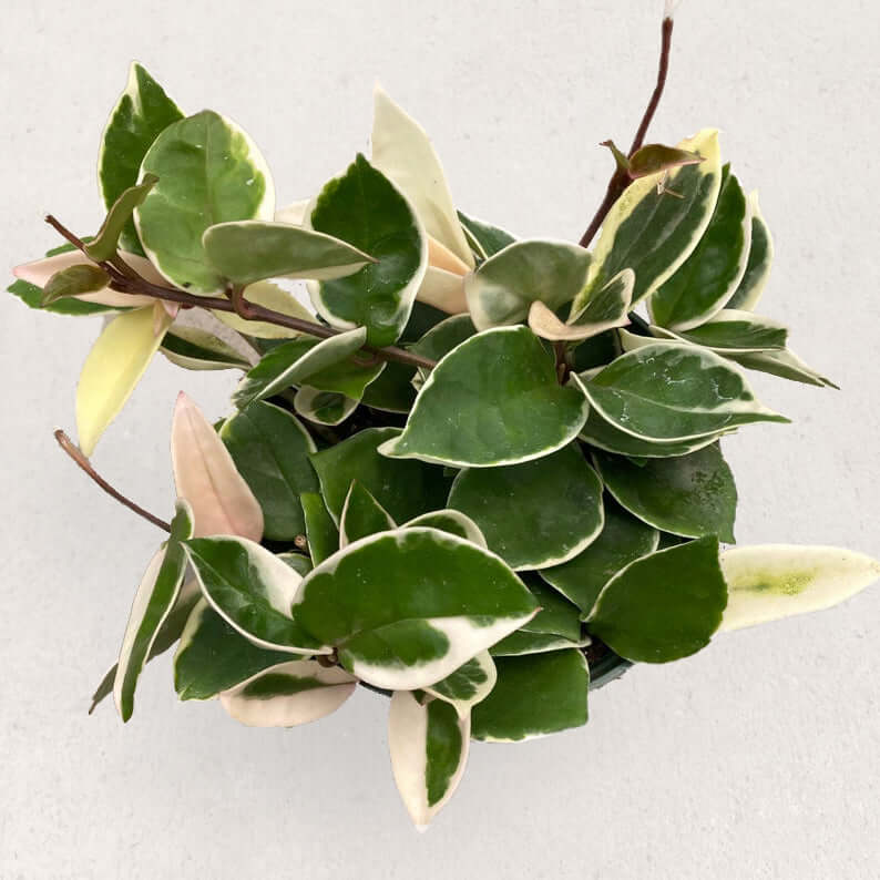 Hoya Carnosa - Krimson Queen | Modern house plants that clean the air