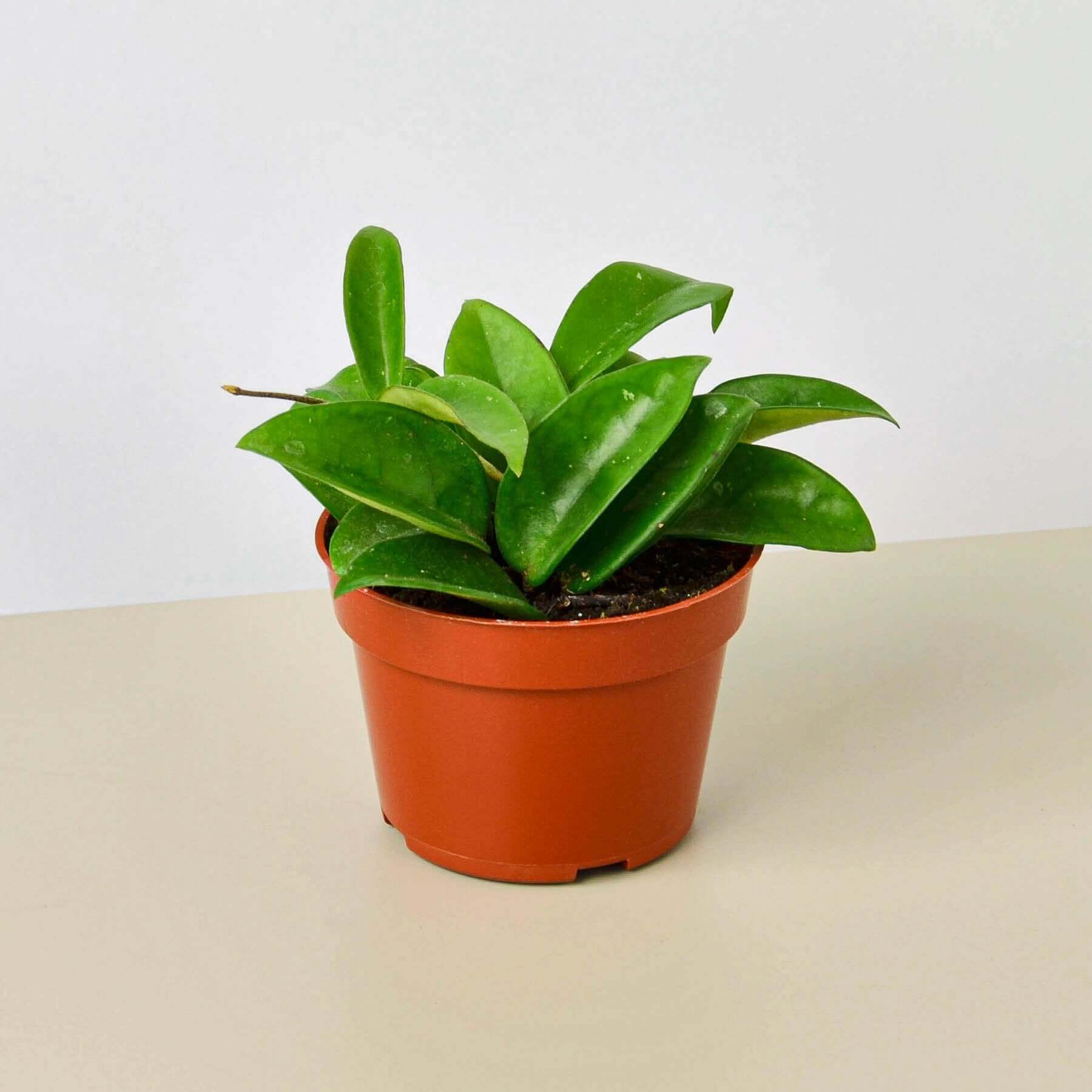 Hoya Carnosa | Modern house plants that clean the air