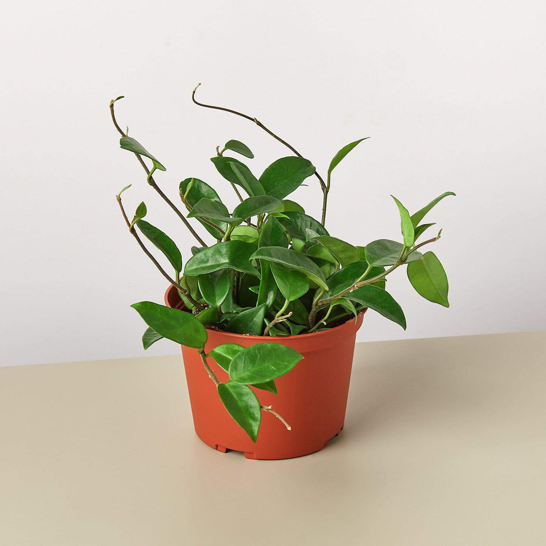 Hoya Carnosa | Modern house plants that clean the air