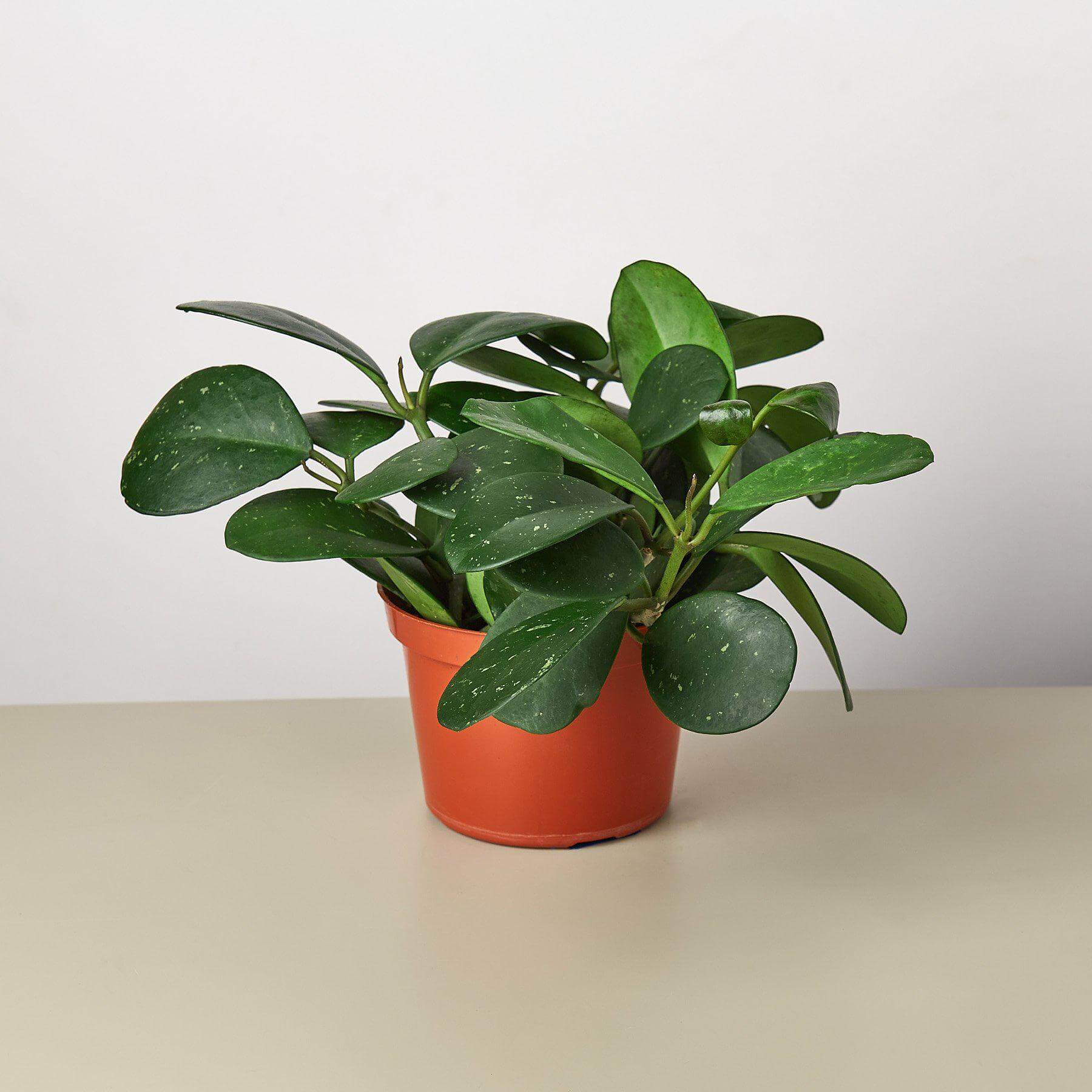 Hoya Obovata | Modern house plants that clean the air