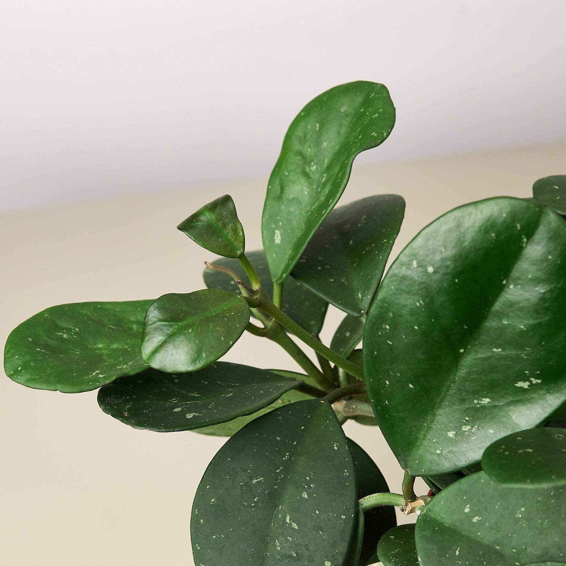 Hoya Obovata | Modern house plants that clean the air