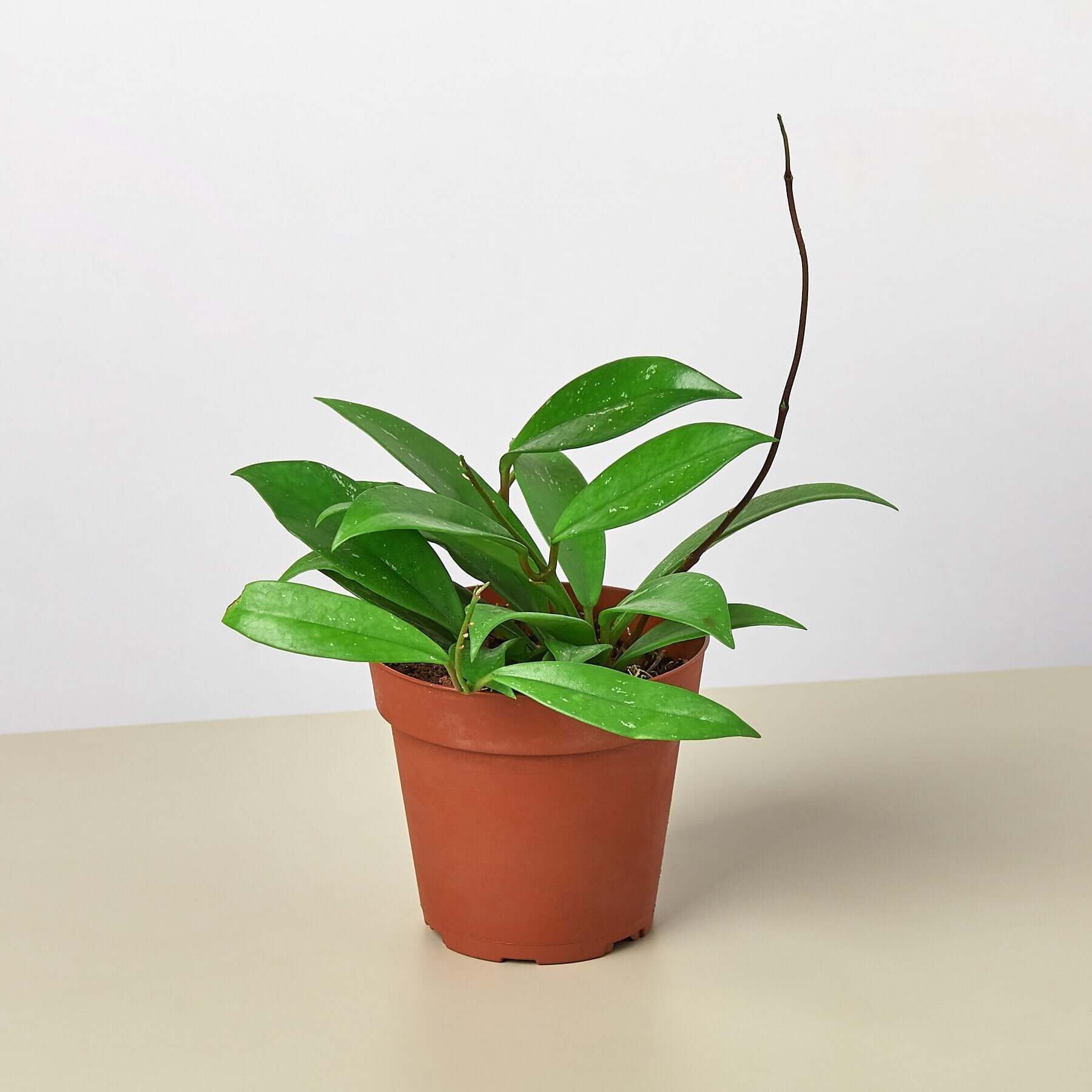 Hoya Publicalyx | Modern house plants that clean the air
