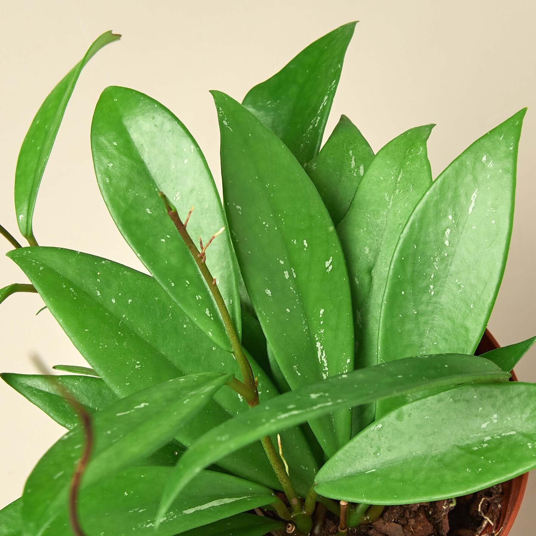 Hoya Publicalyx | Modern house plants that clean the air