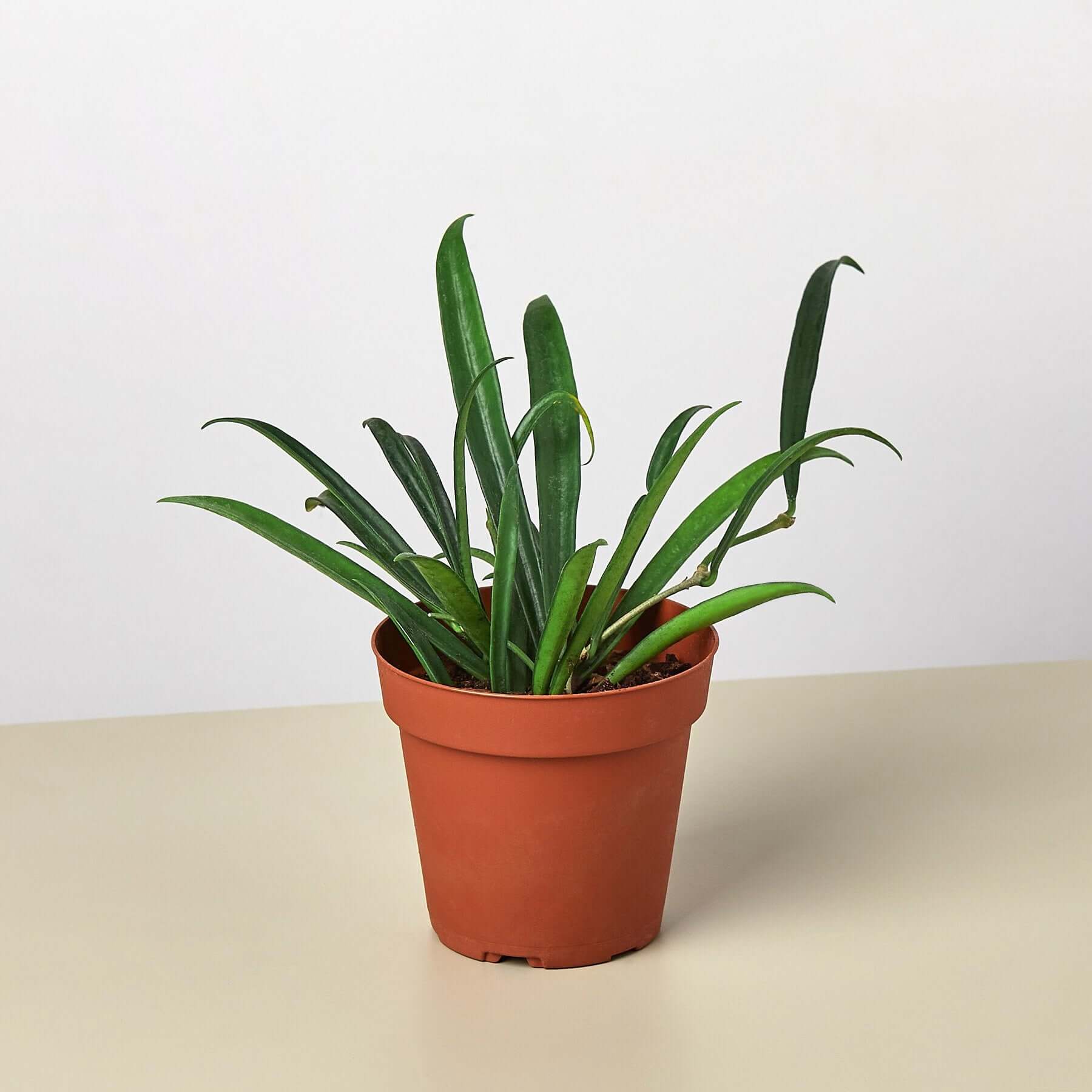 Hoya Shepardii - String Bean | Modern house plants that clean the air