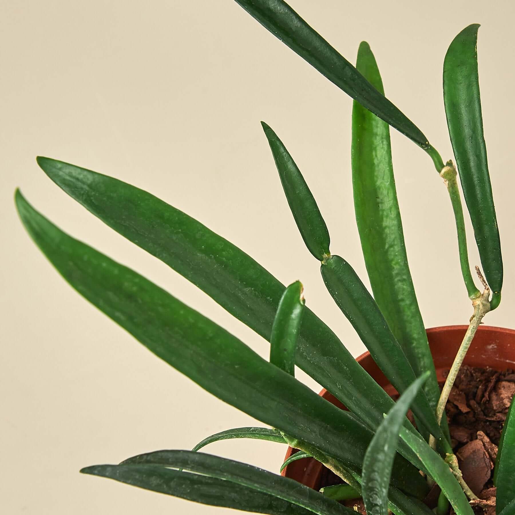 Hoya Shepardii - String Bean | Modern house plants that clean the air