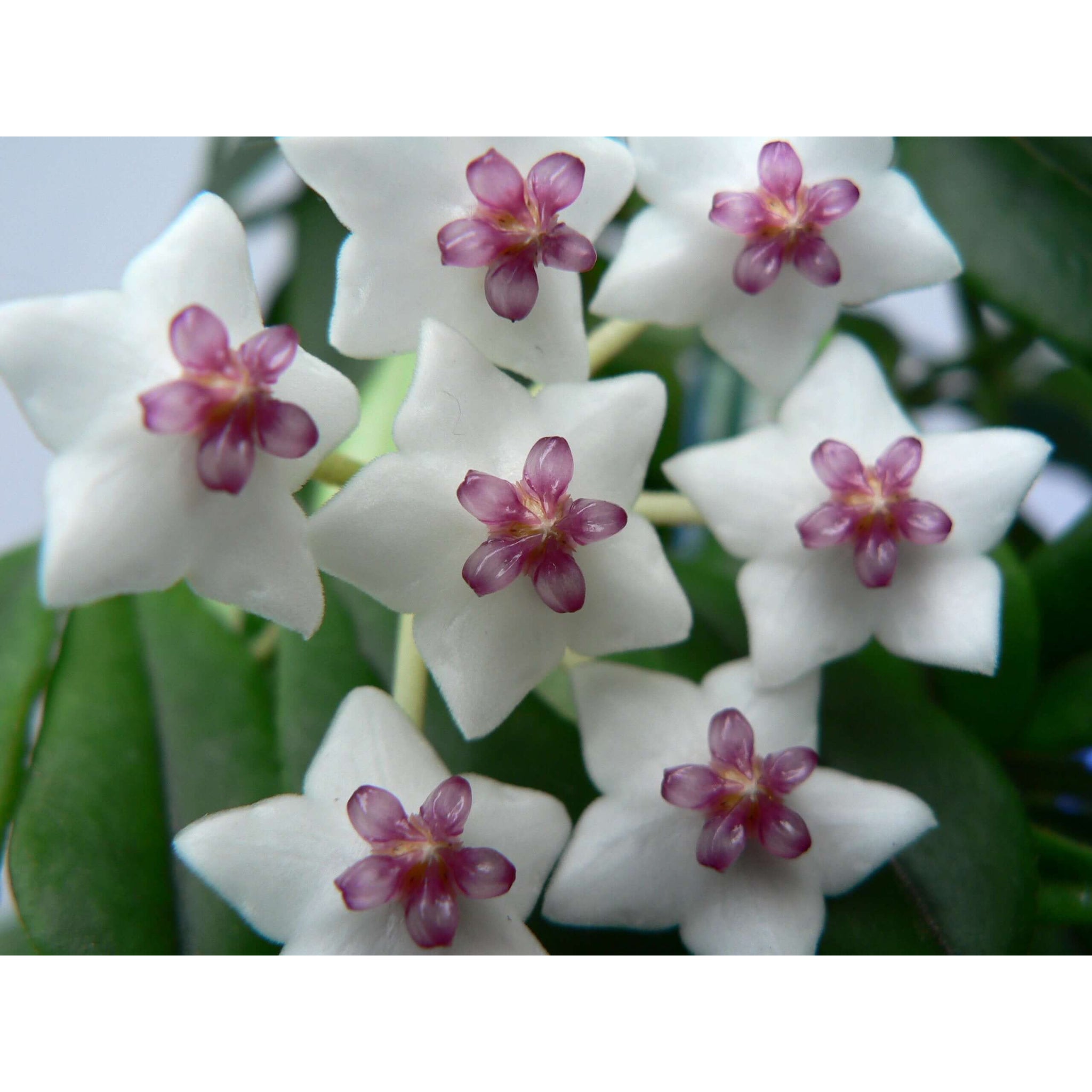 Hoya Shepardii - String Bean | Modern house plants that clean the air