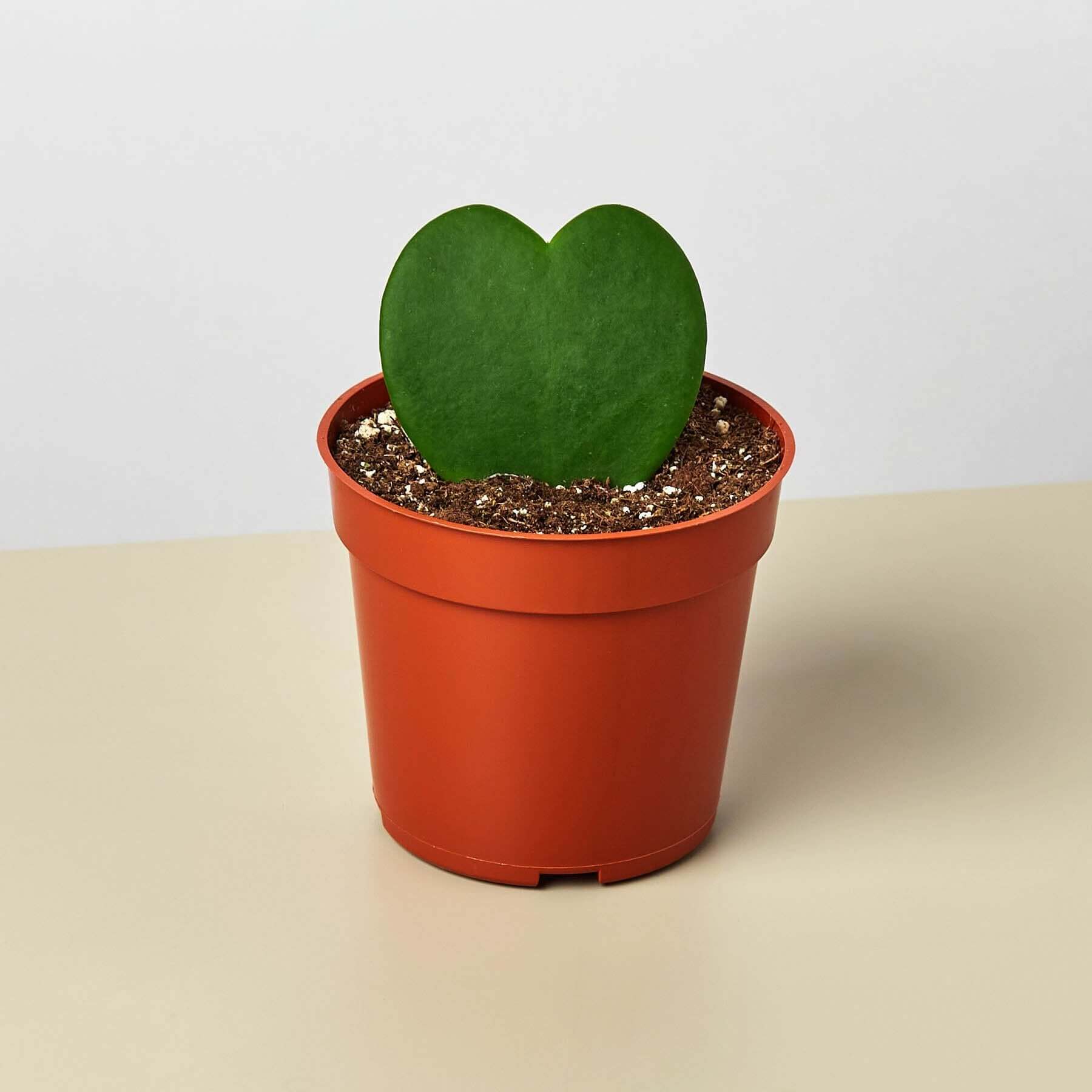 Hoya Sweetheart | Modern house plants that clean the air