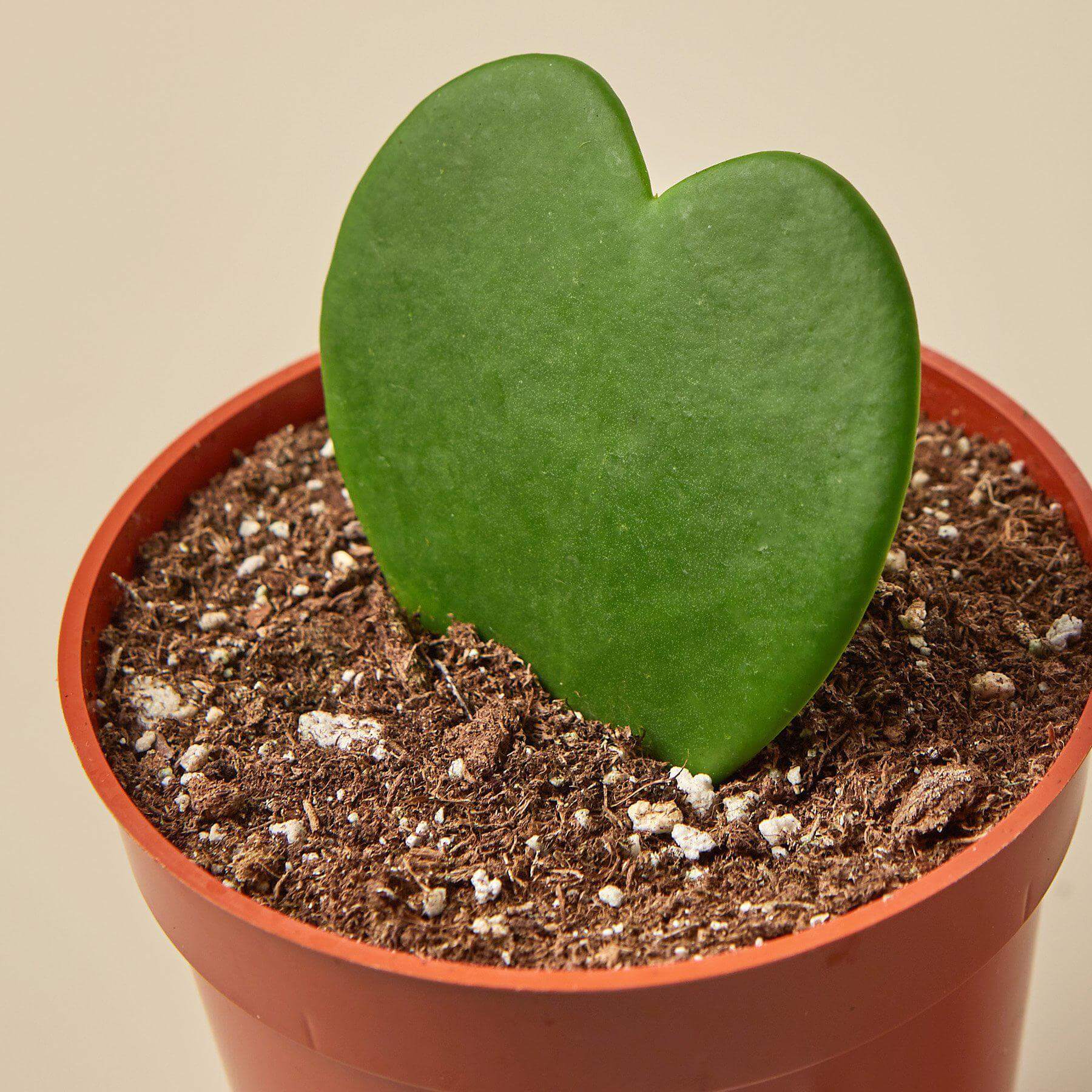 Hoya Sweetheart | Modern house plants that clean the air