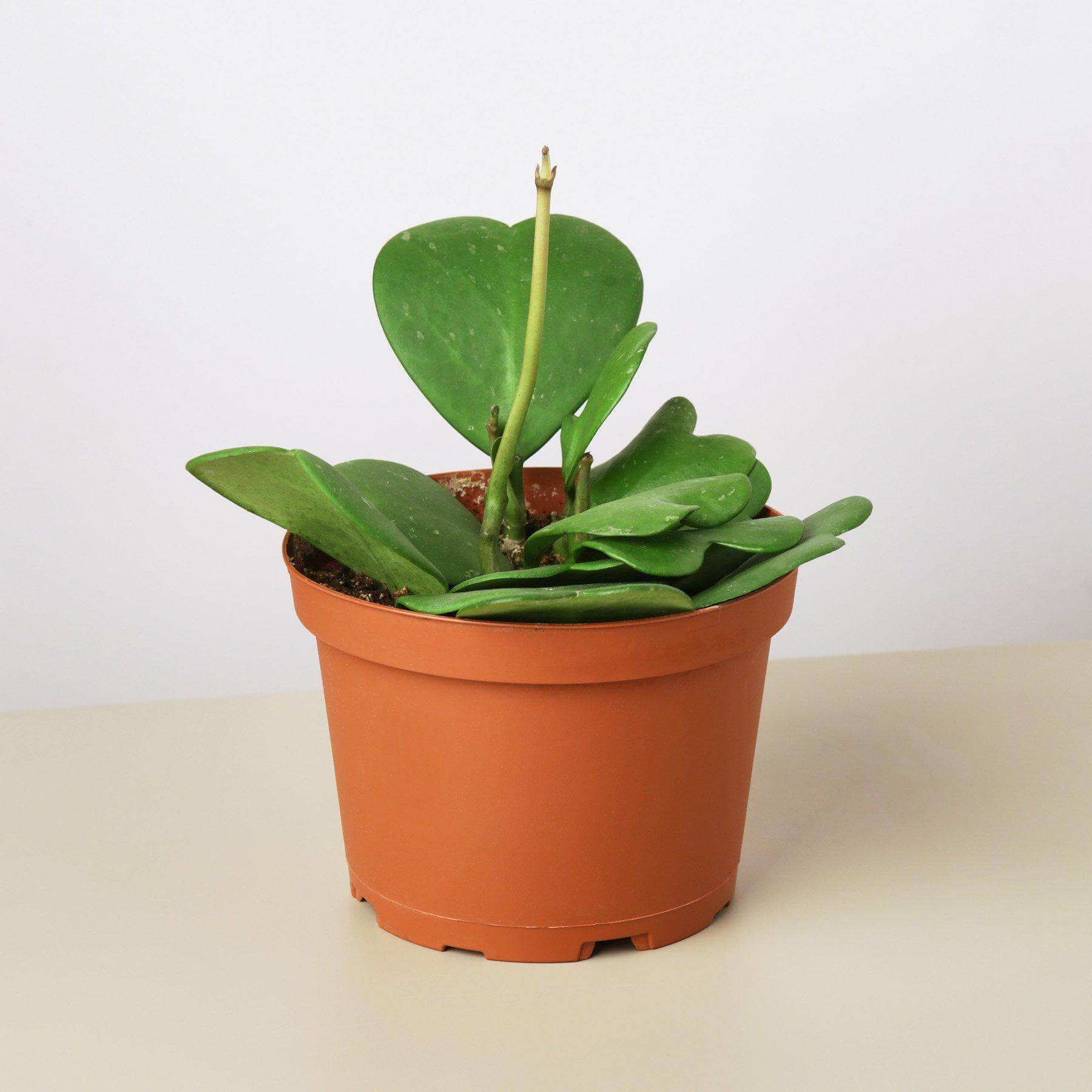 Hoya Sweetheart | Modern house plants that clean the air