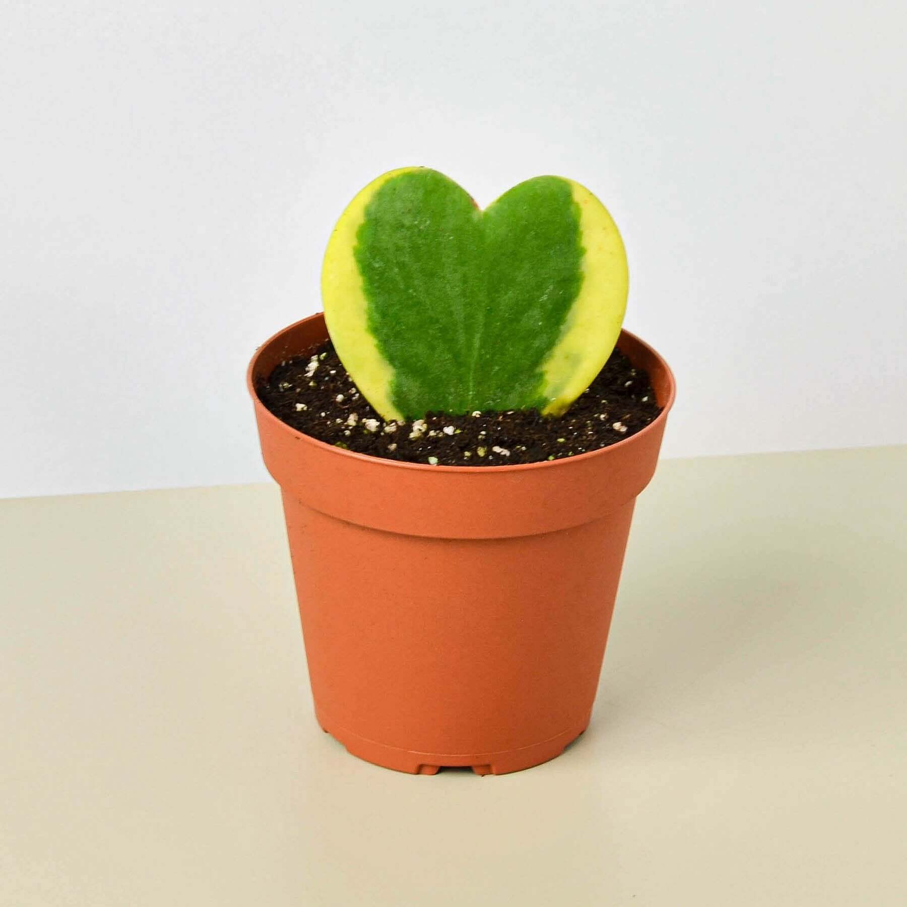 Hoya Sweetheart Variegated | Modern house plants that clean the air