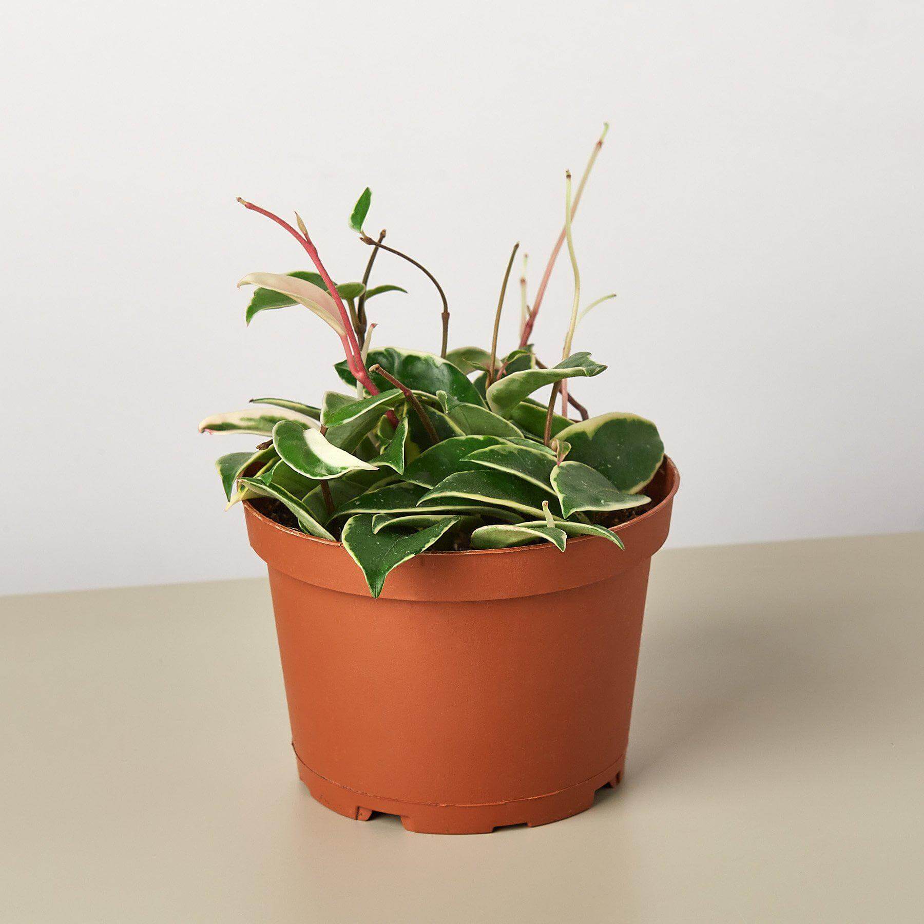Hoya carnosa - tricolor | Modern house plants that clean the air