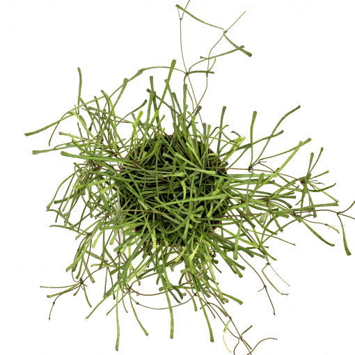 Hoya Retusa - Grass Leafed Hoya | Modern house plants that clean the air