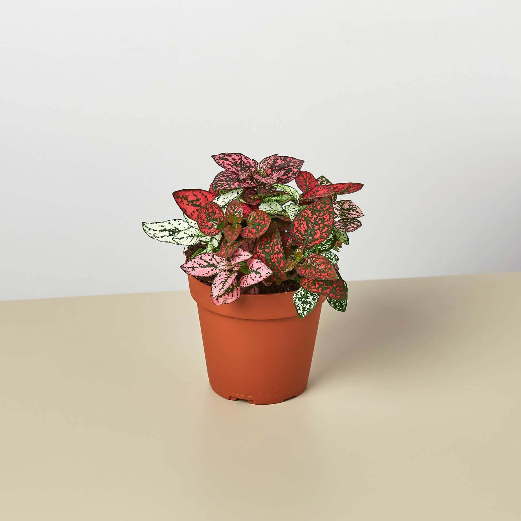 Hypoestes Multi Color - Polka Dot plant | Modern house plants that clean the air