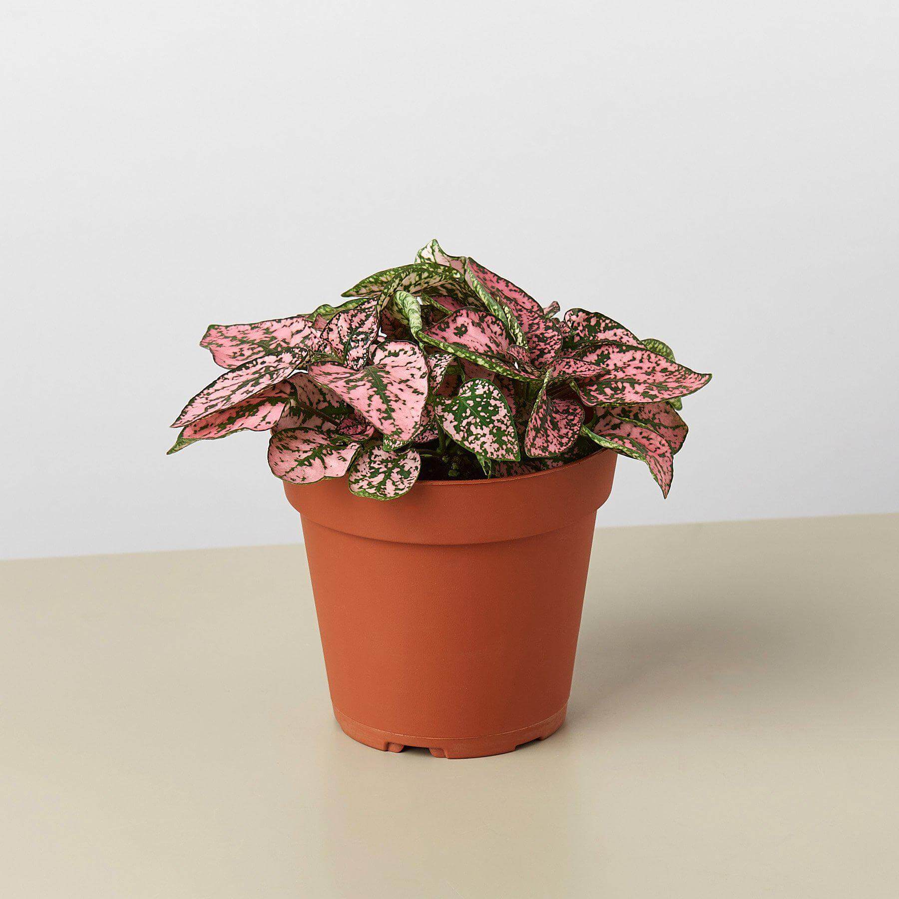 Hypoestes Pink - Polka Dot plant | Modern house plants that clean the air