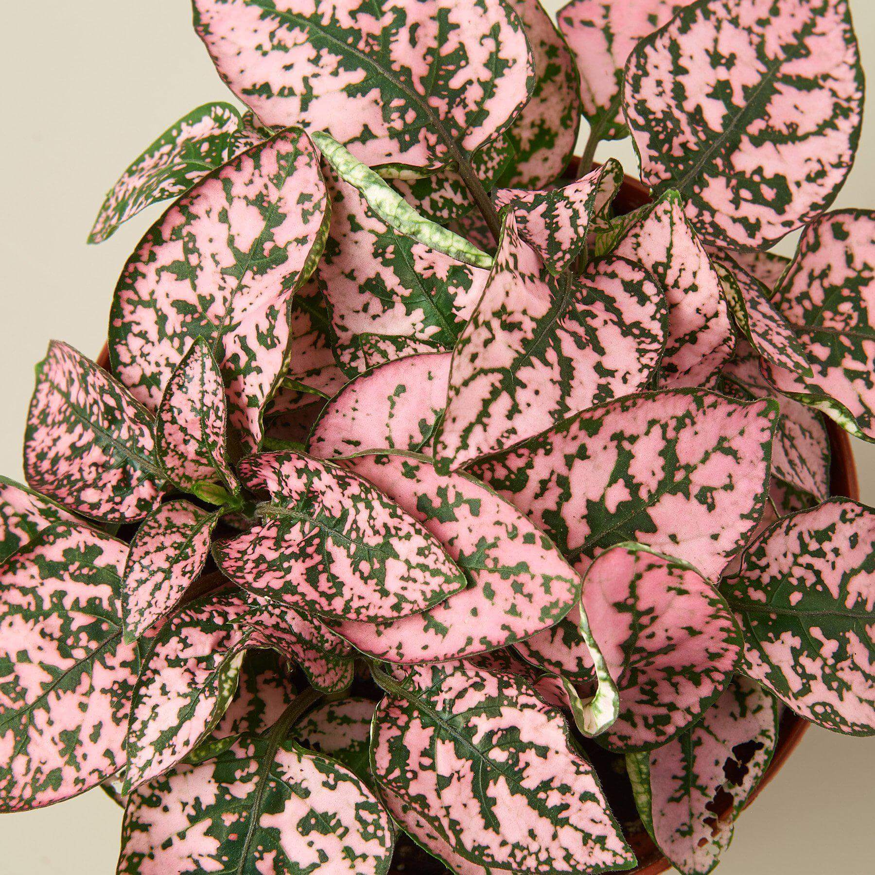 Hypoestes Pink - Polka Dot plant | Modern house plants that clean the air