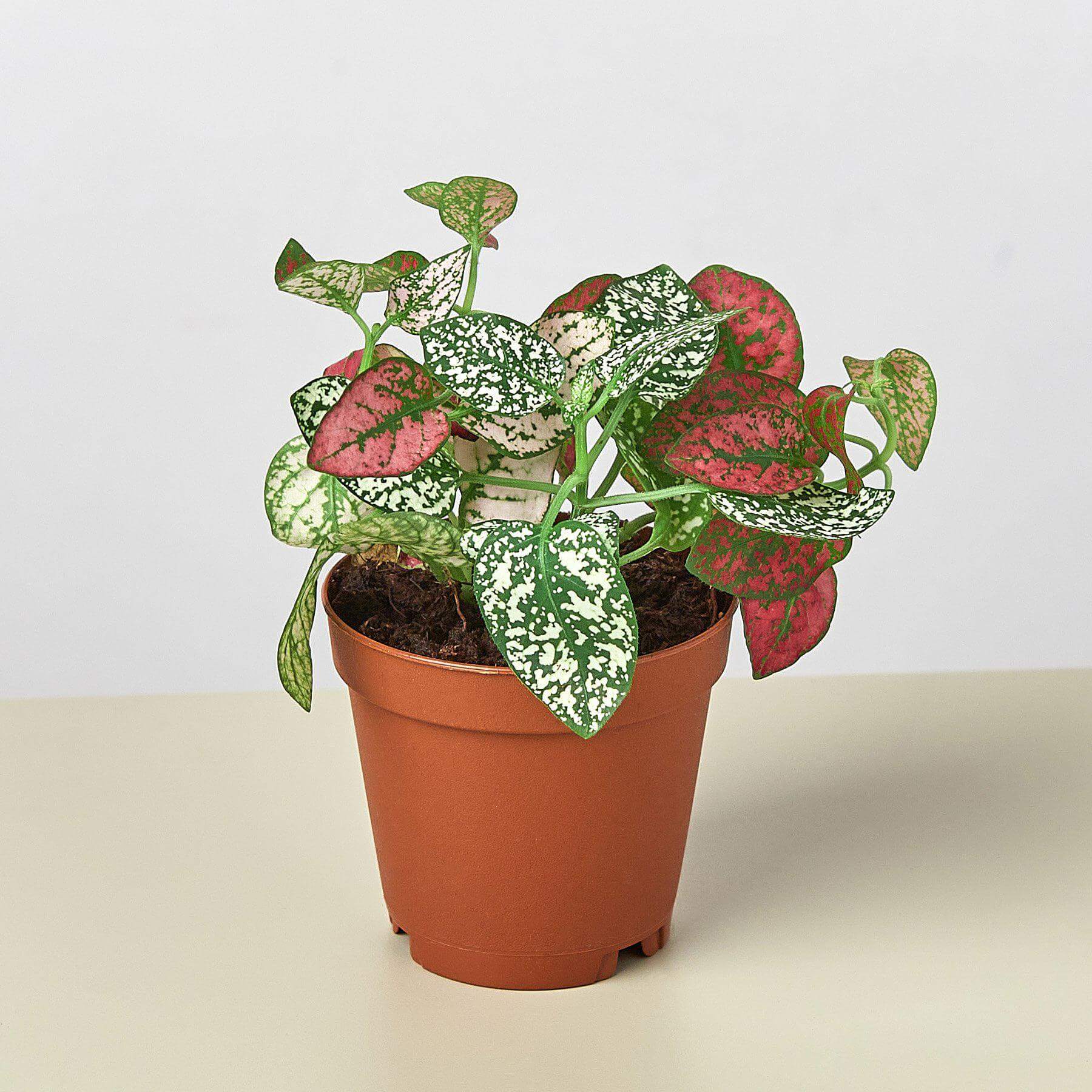 Hypoestes White and Red - Polka Dot plant | Modern house plants that clean the air