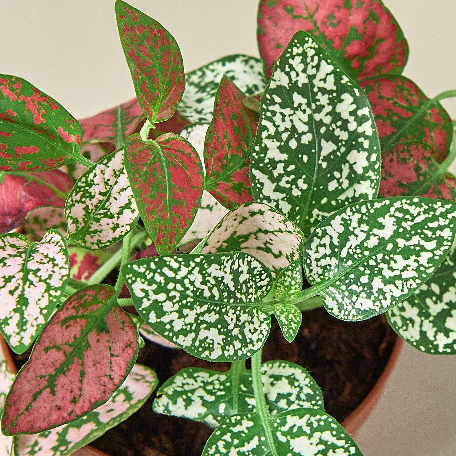 Hypoestes White and Red - Polka Dot plant | Modern house plants that clean the air