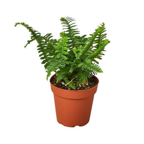 Jester's Crown Fern | Modern house plants that clean the air