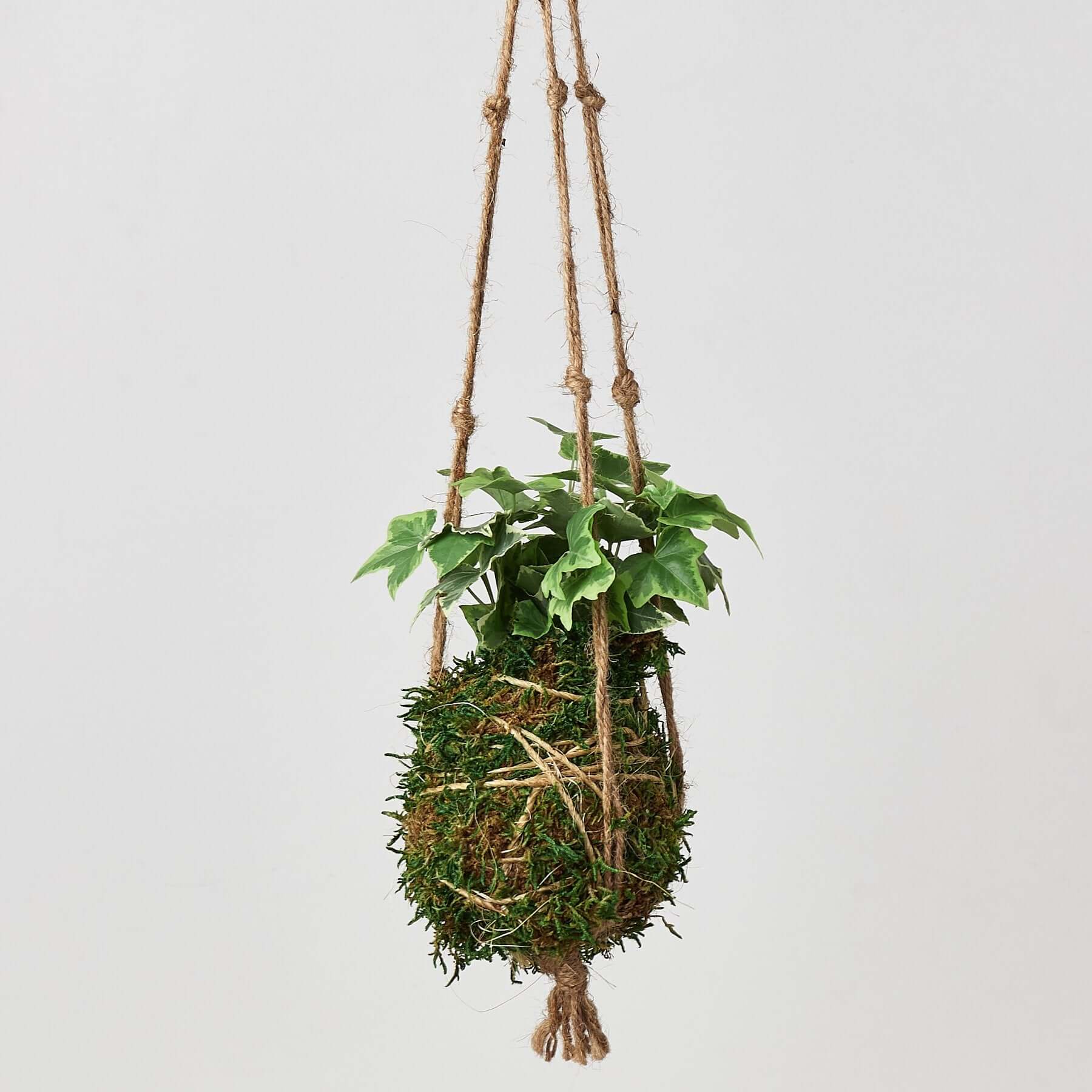 Kokedama Hanging Moss Ball - English Ivy | Modern house plants that clean the air