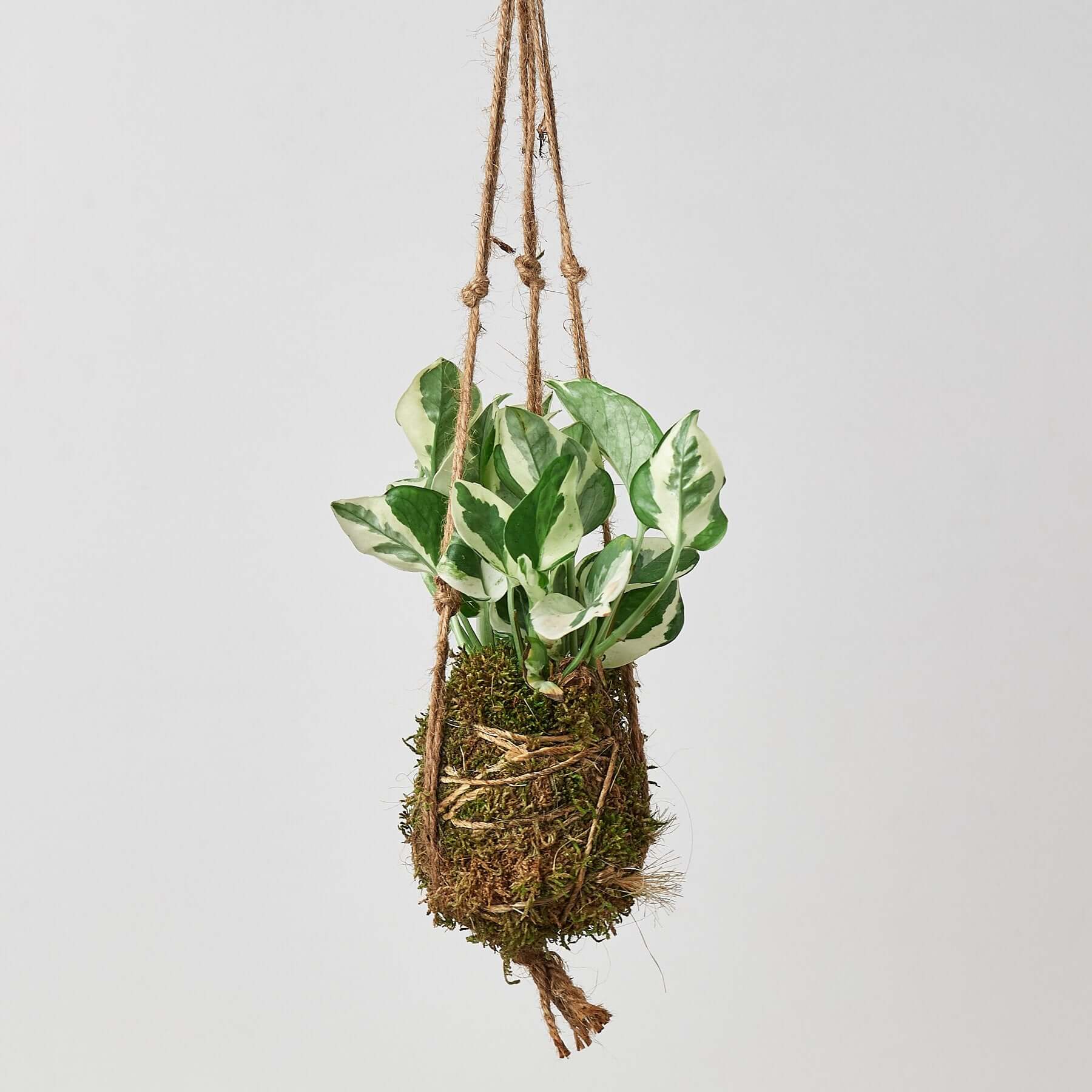 Kokedama Hanging Moss Ball - Pothos N Joy | Modern house plants that clean the air