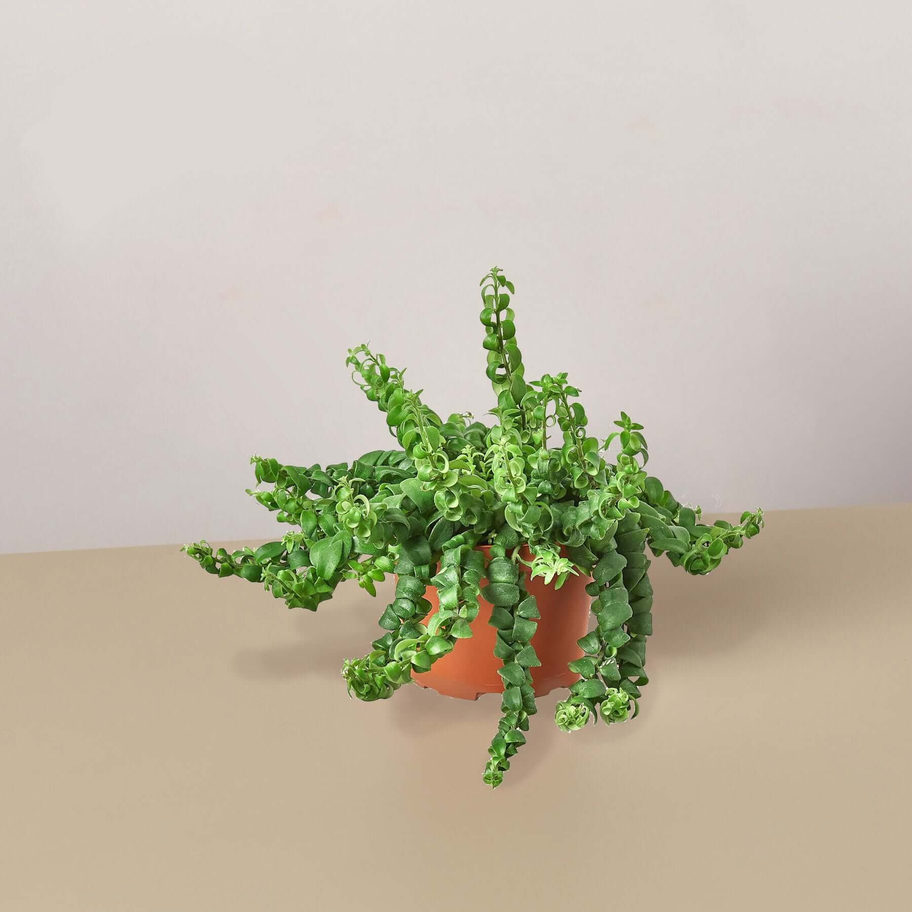 Curly Lipstick Plant | Modern house plants that clean the air