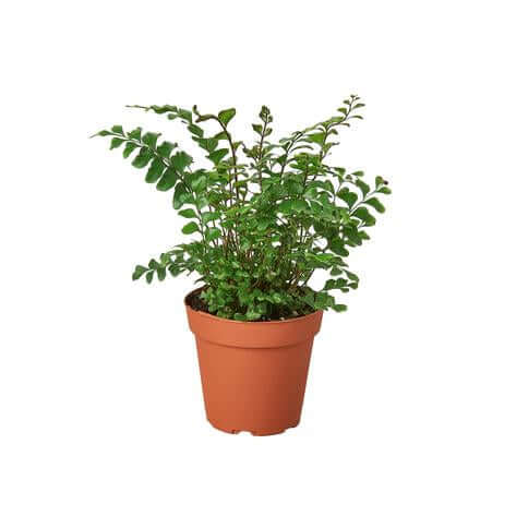 Mahogany Fern | Modern house plants that clean the air