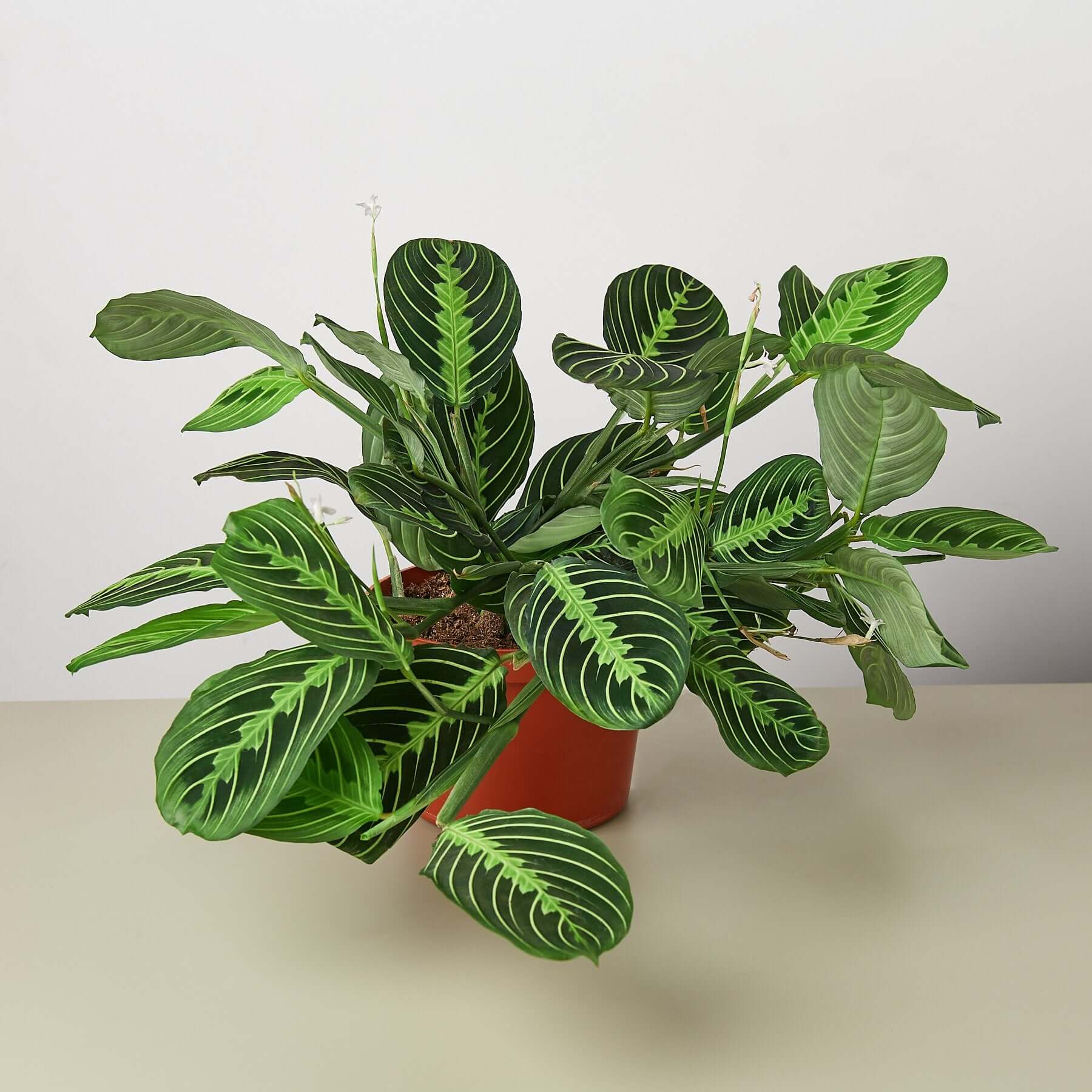 Maranta - Lemon Lime | Modern house plants that clean the air