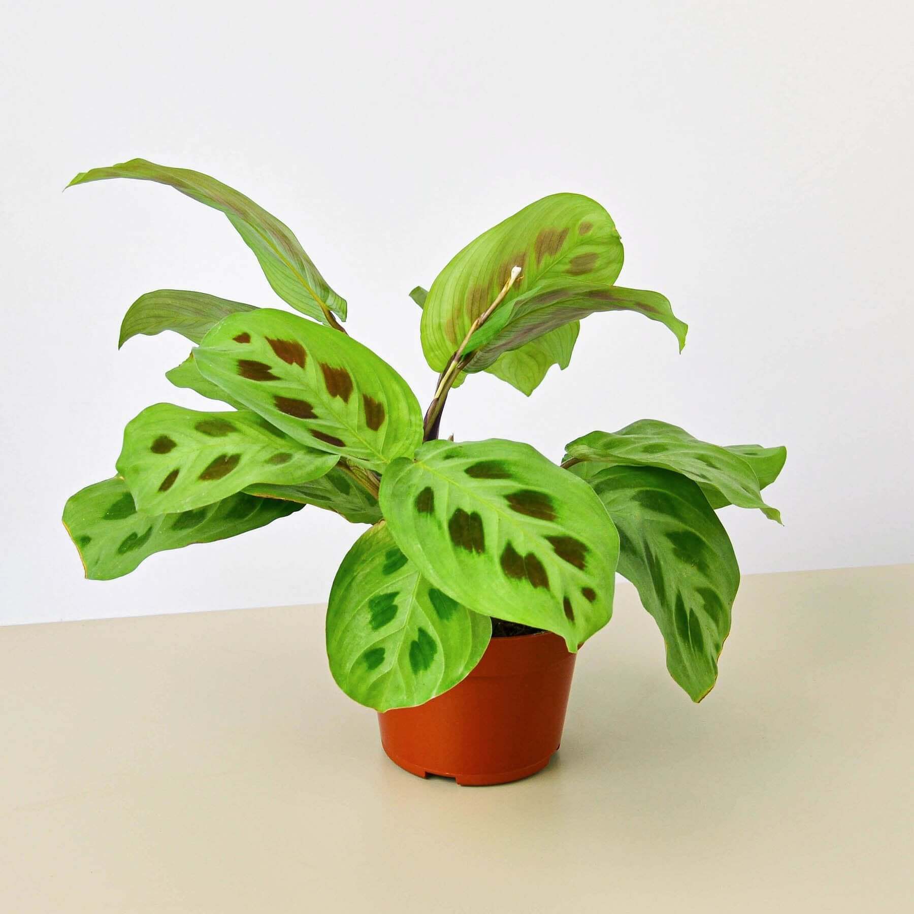 Maranta - Leuconeura | Modern house plants that clean the air