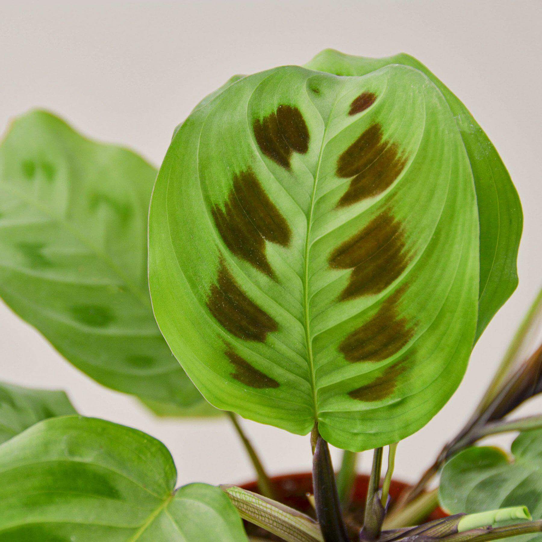 Maranta - Leuconeura | Modern house plants that clean the air