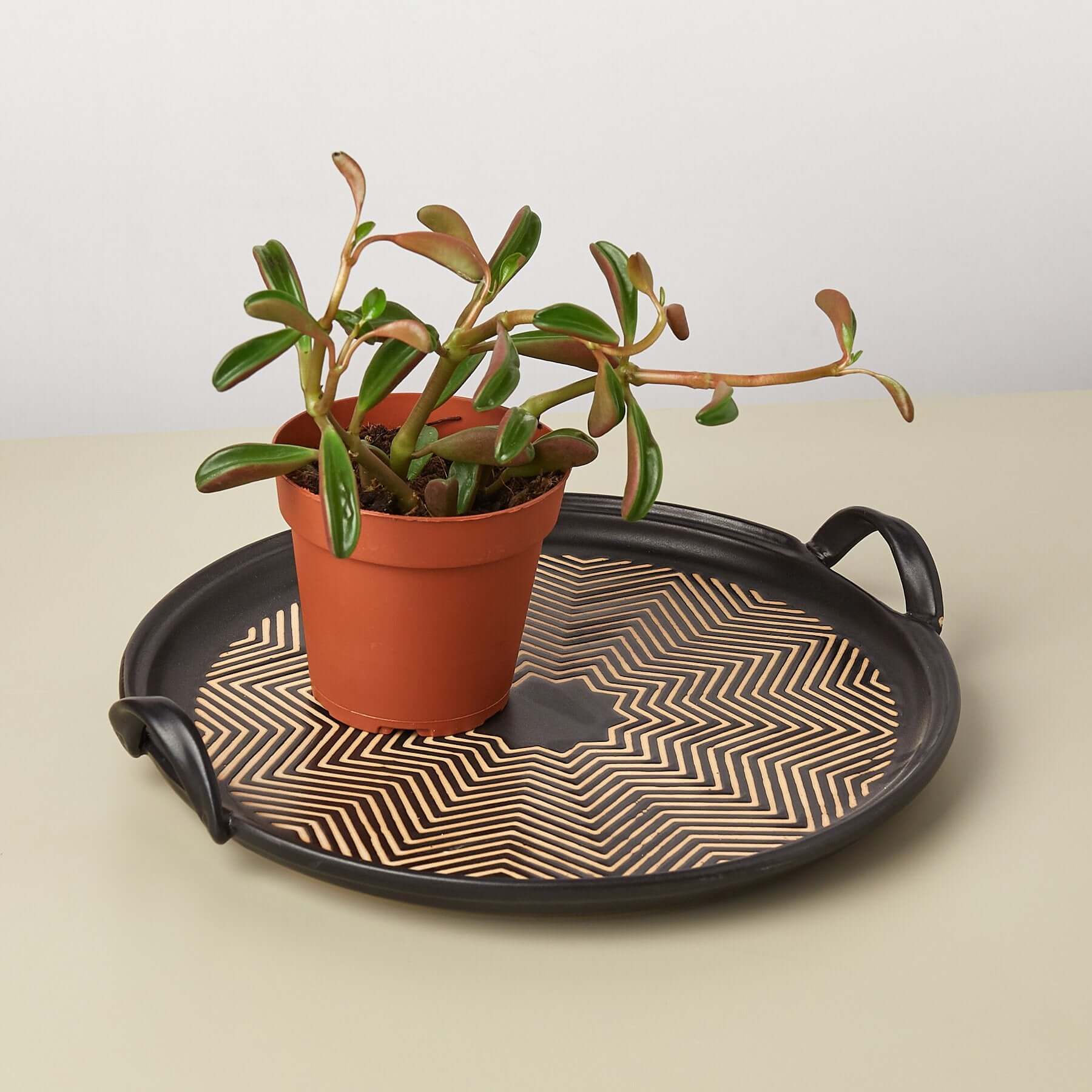 Decorative Tray | Modern house plants that clean the air