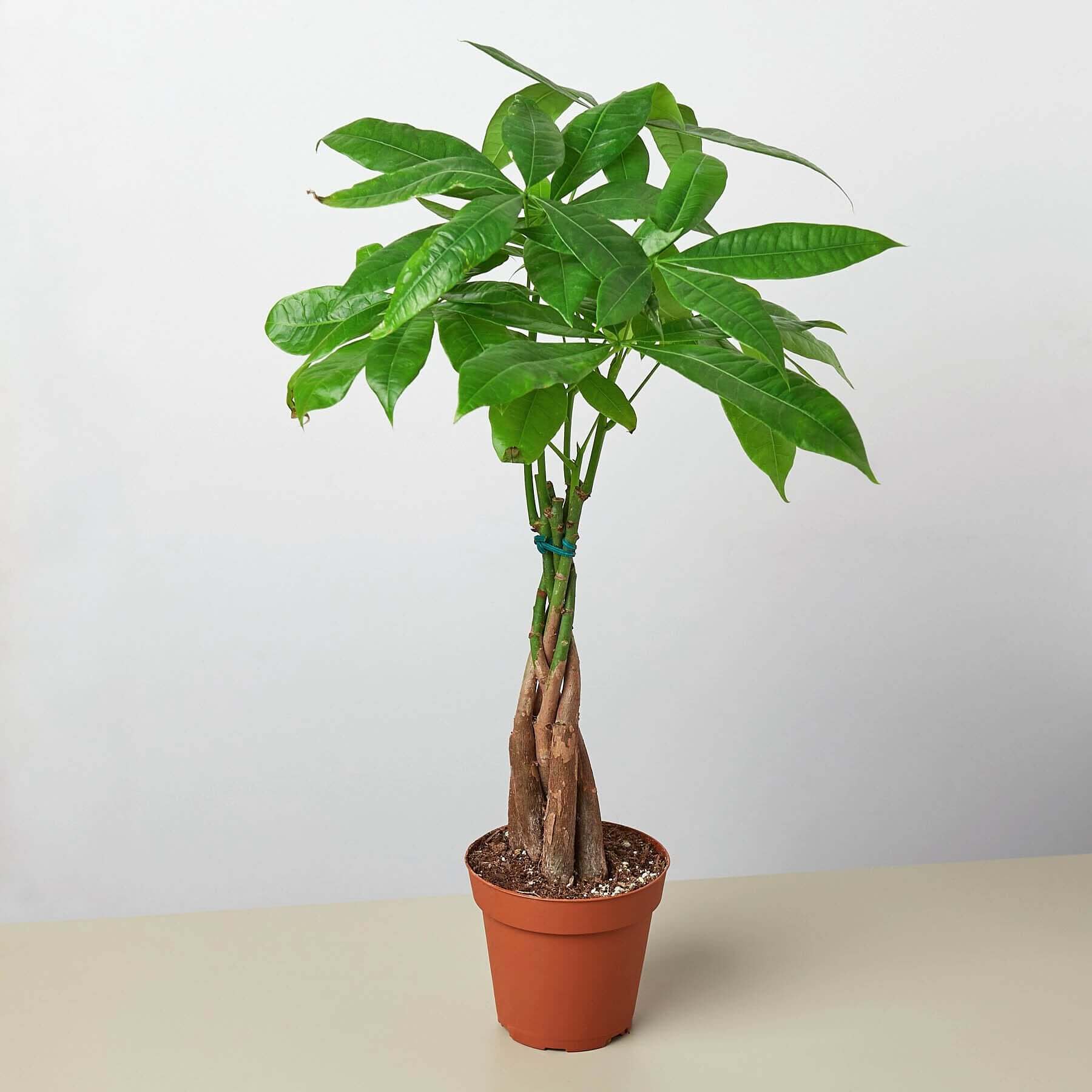 Money Tree - Guiana Chestnut Pachira Braid | Modern house plants that clean the air