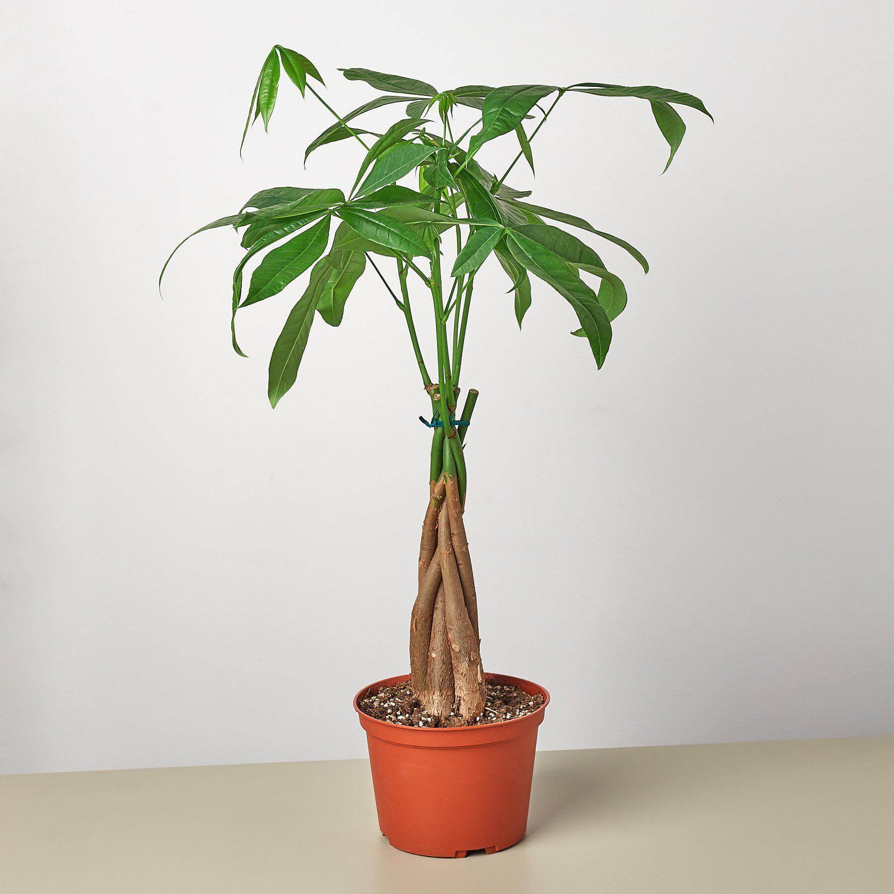 Money Tree - Guiana Chestnut Pachira Braid | Modern house plants that clean the air