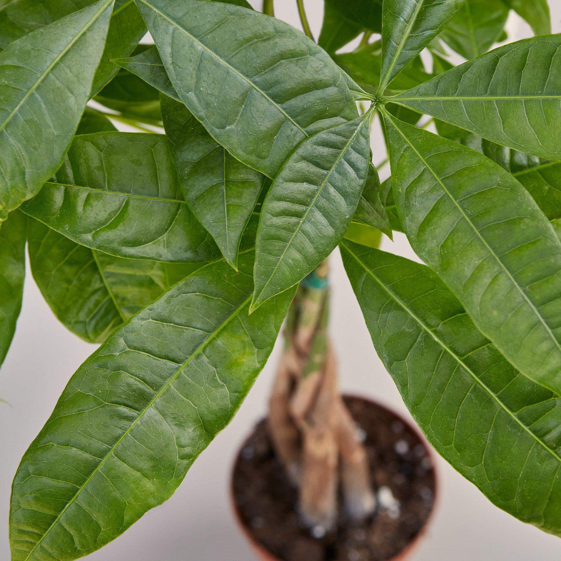 Money Tree - Guiana Chestnut Pachira Braid | Modern house plants that clean the air