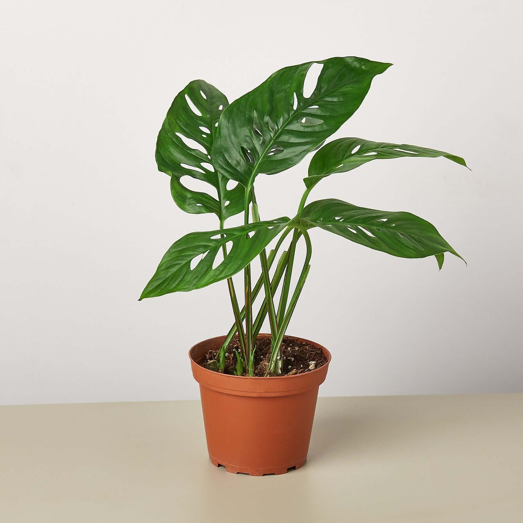 Monstera Adansonii - Swiss Cheese Plant | Modern house plants that clean the air