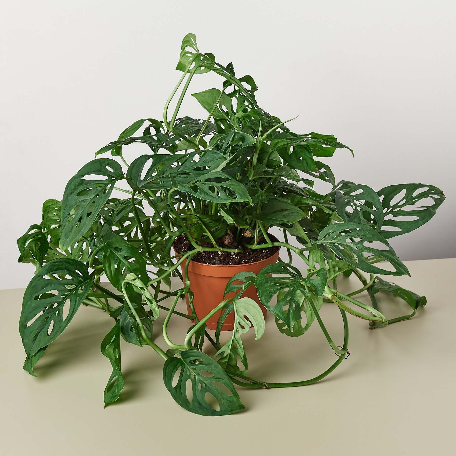 Monstera Deliciosa Plant  A.K.A. Swiss Cheese Plant - PlantingTree