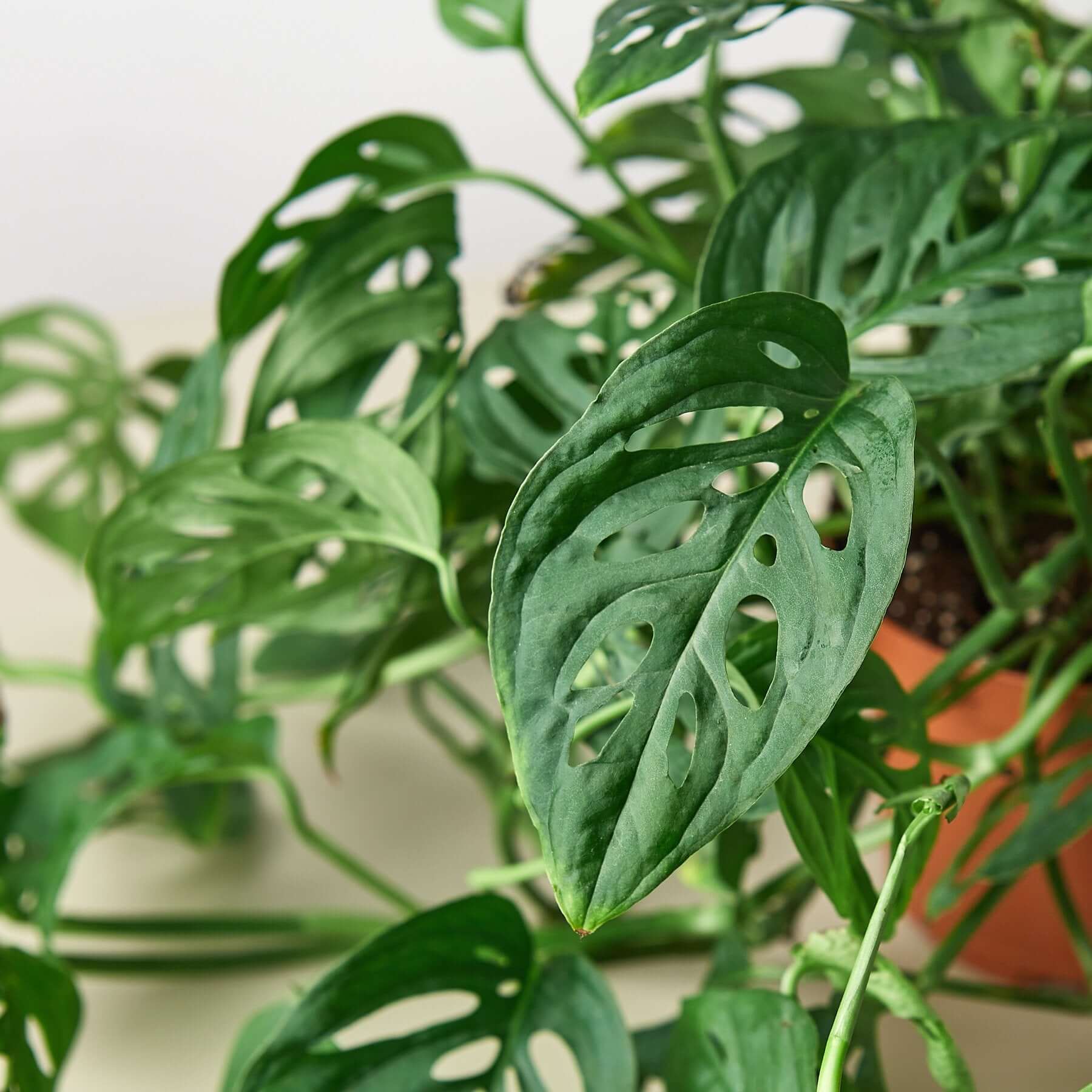 Monstera Adansonii - Swiss Cheese Plant | Modern house plants that clean the air
