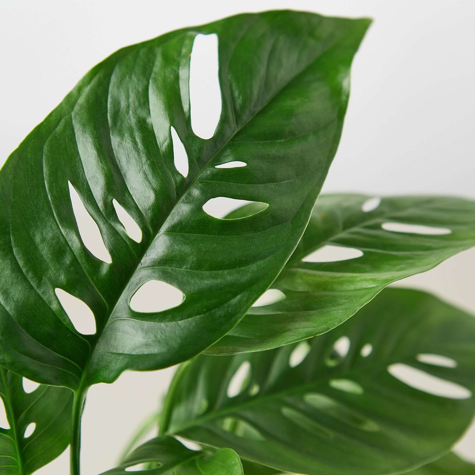 Monstera Adansonii - Swiss Cheese Plant | Modern house plants that clean the air