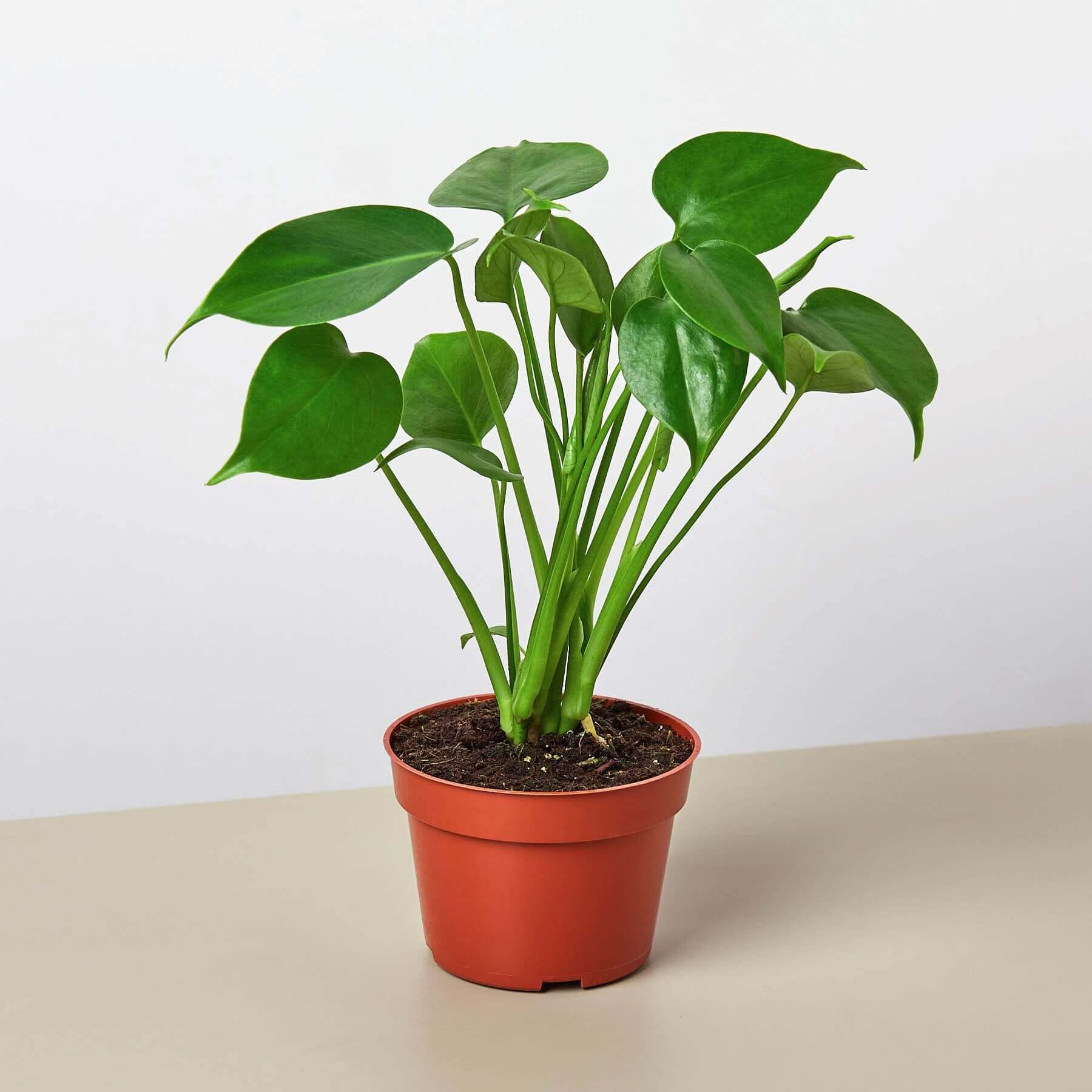 Monstera Deliciosa - Split Leaf Philodendron | Modern house plants that clean the air