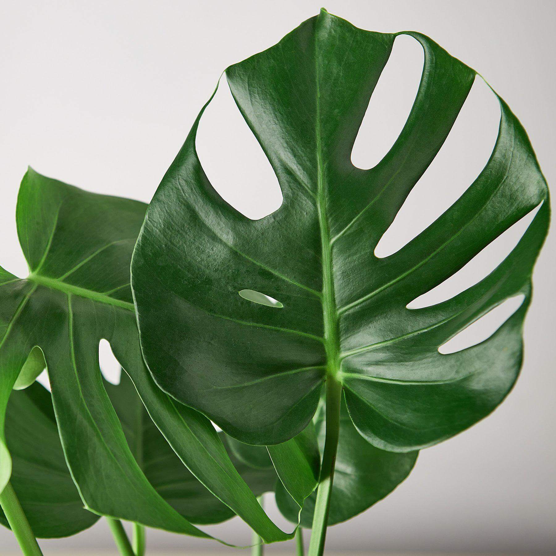 Monstera Deliciosa - Split Leaf Philodendron | Modern house plants that clean the air