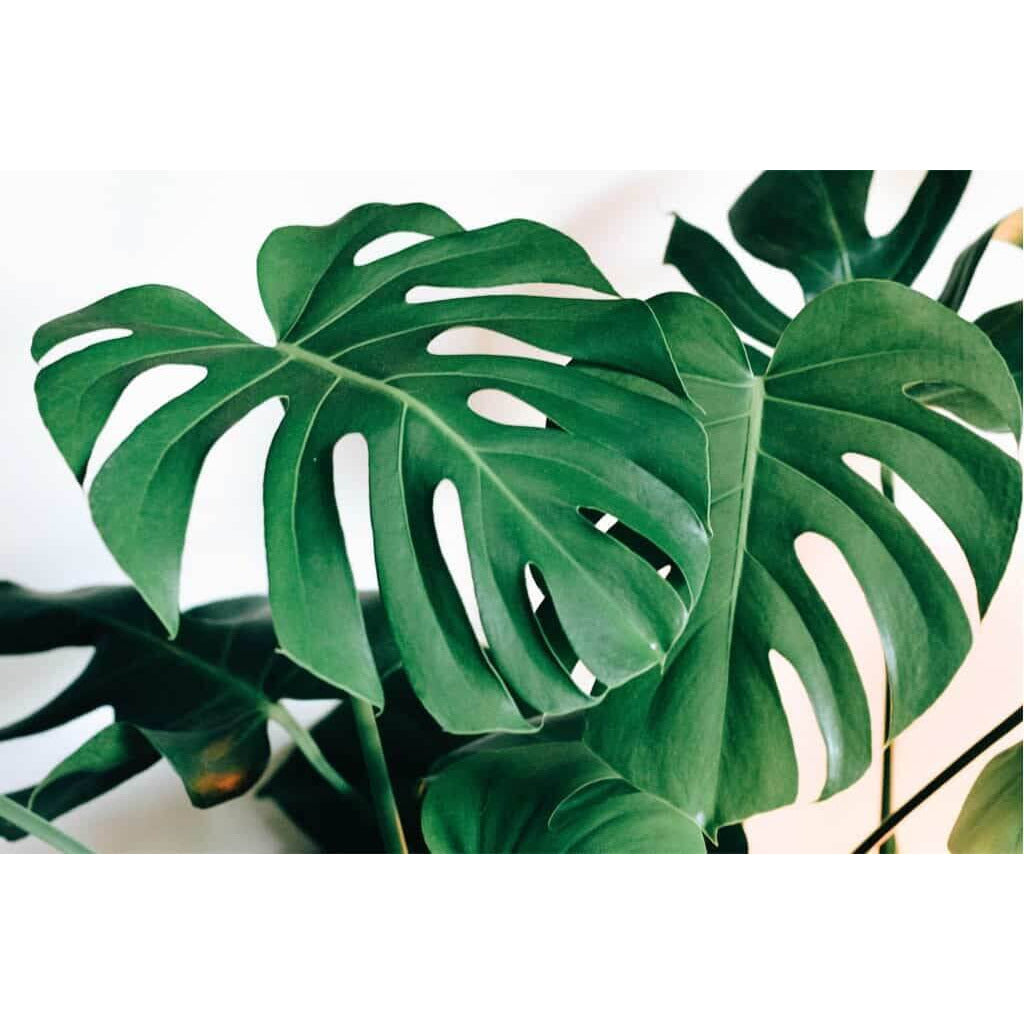Monstera Deliciosa - Split Leaf Philodendron | Modern house plants that clean the air