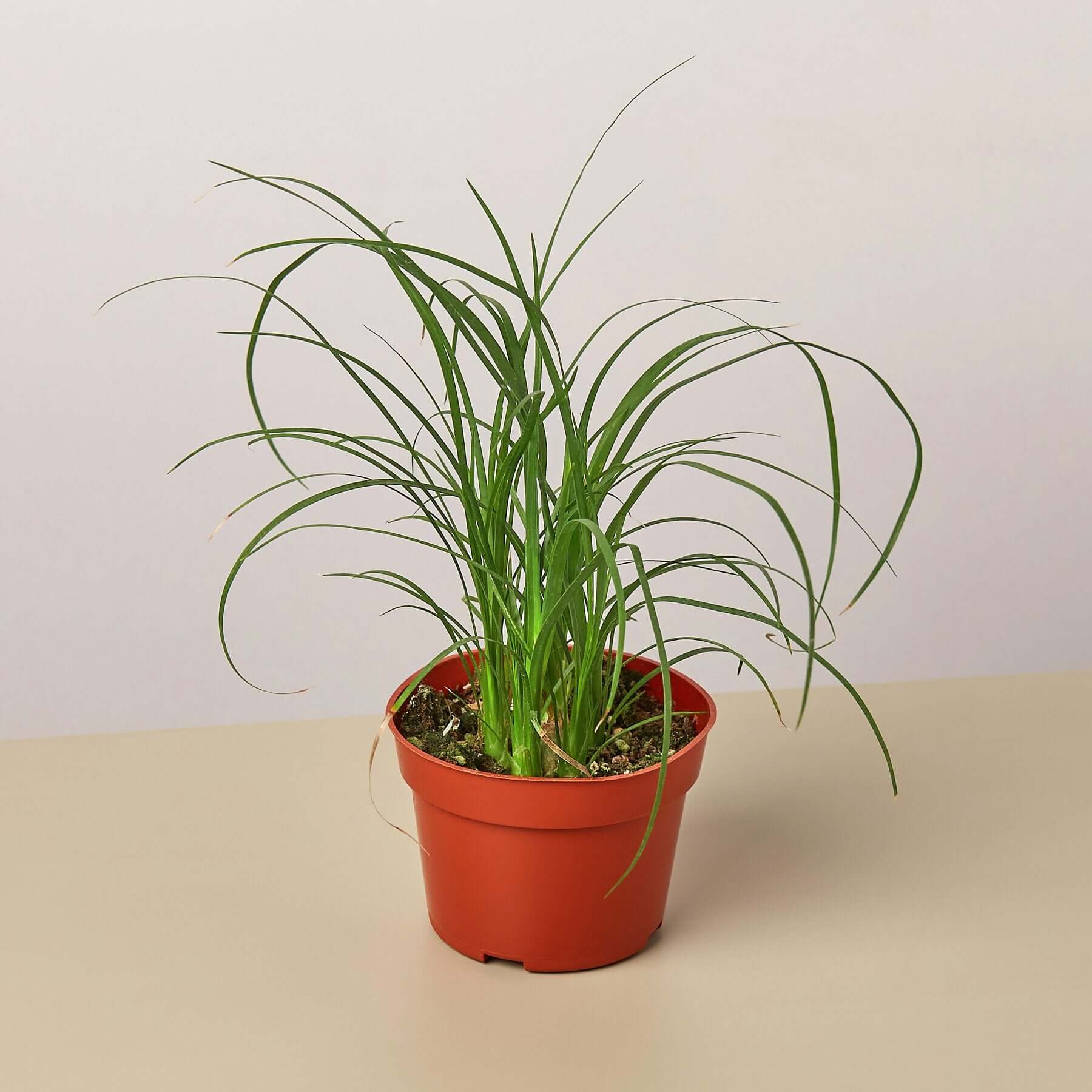 Palm Ponytail | Modern house plants that clean the air