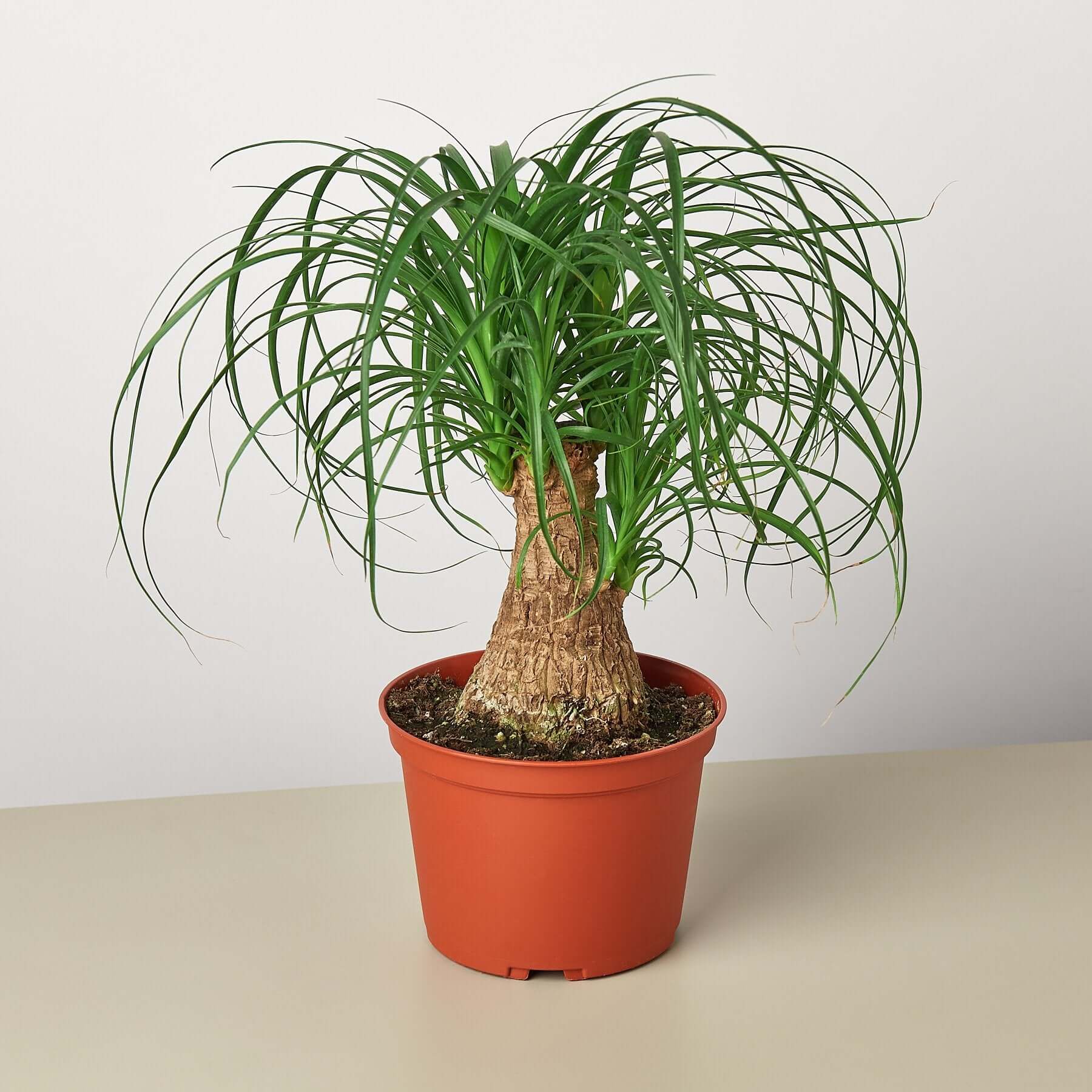 Palm Ponytail | Modern house plants that clean the air