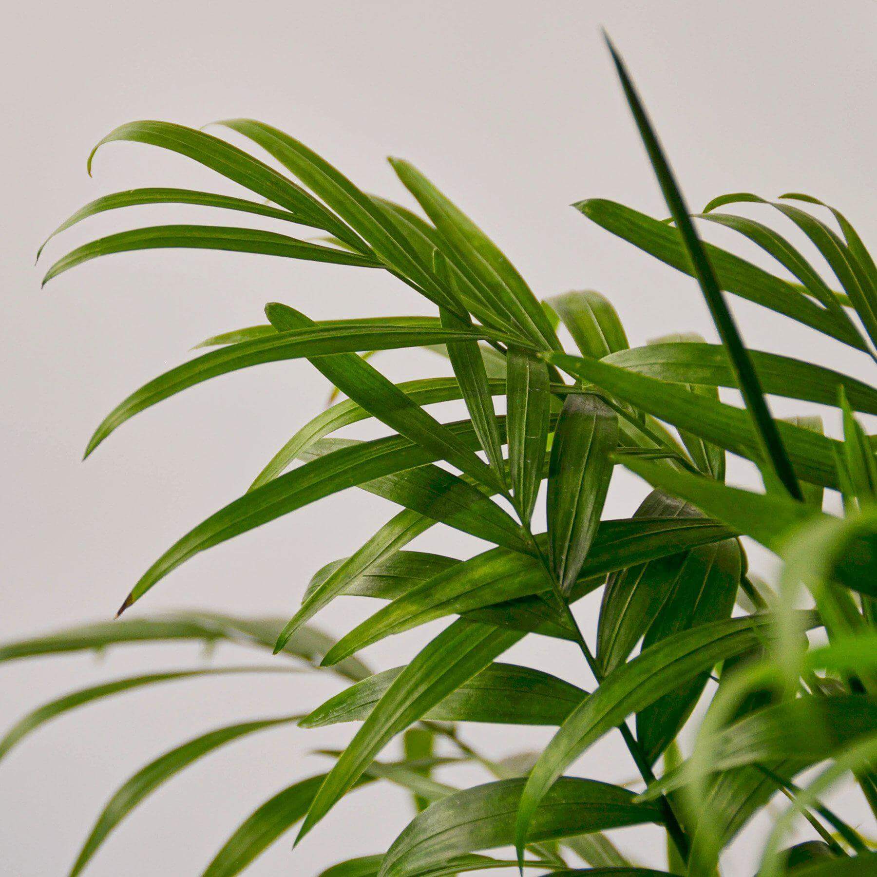 Parlor Palm | Modern house plants that clean the air