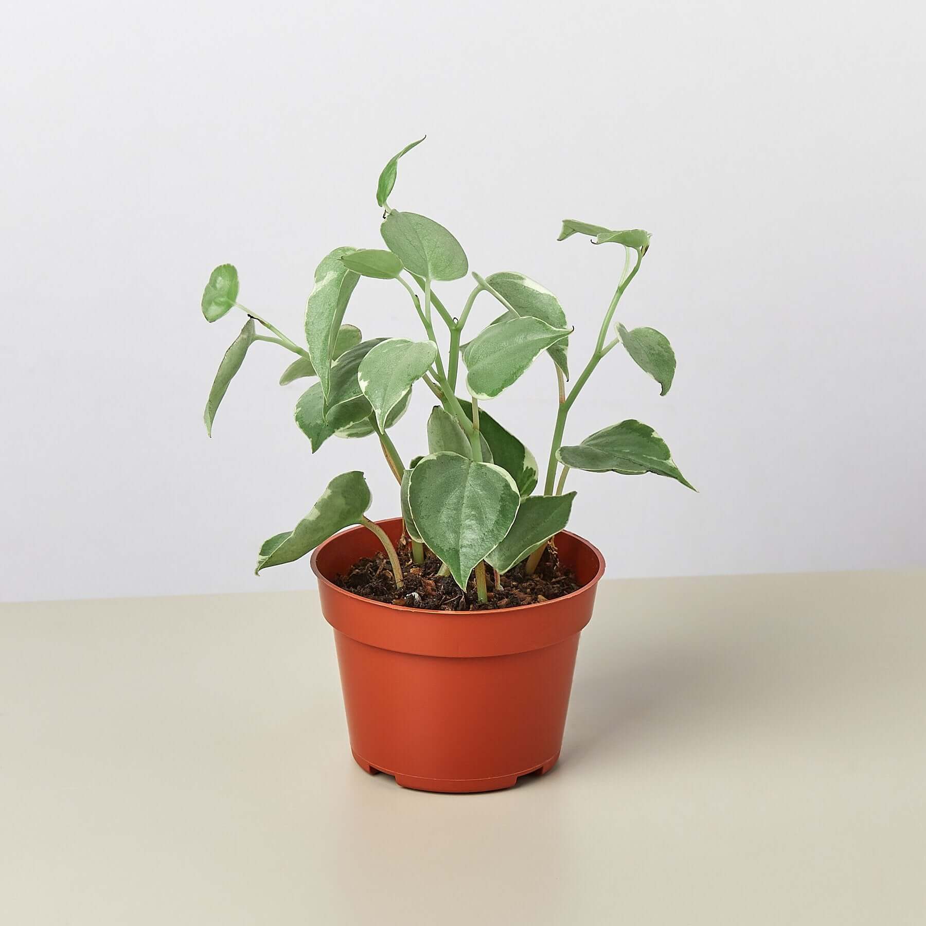 Peperomia - Cupid | Modern house plants that clean the air