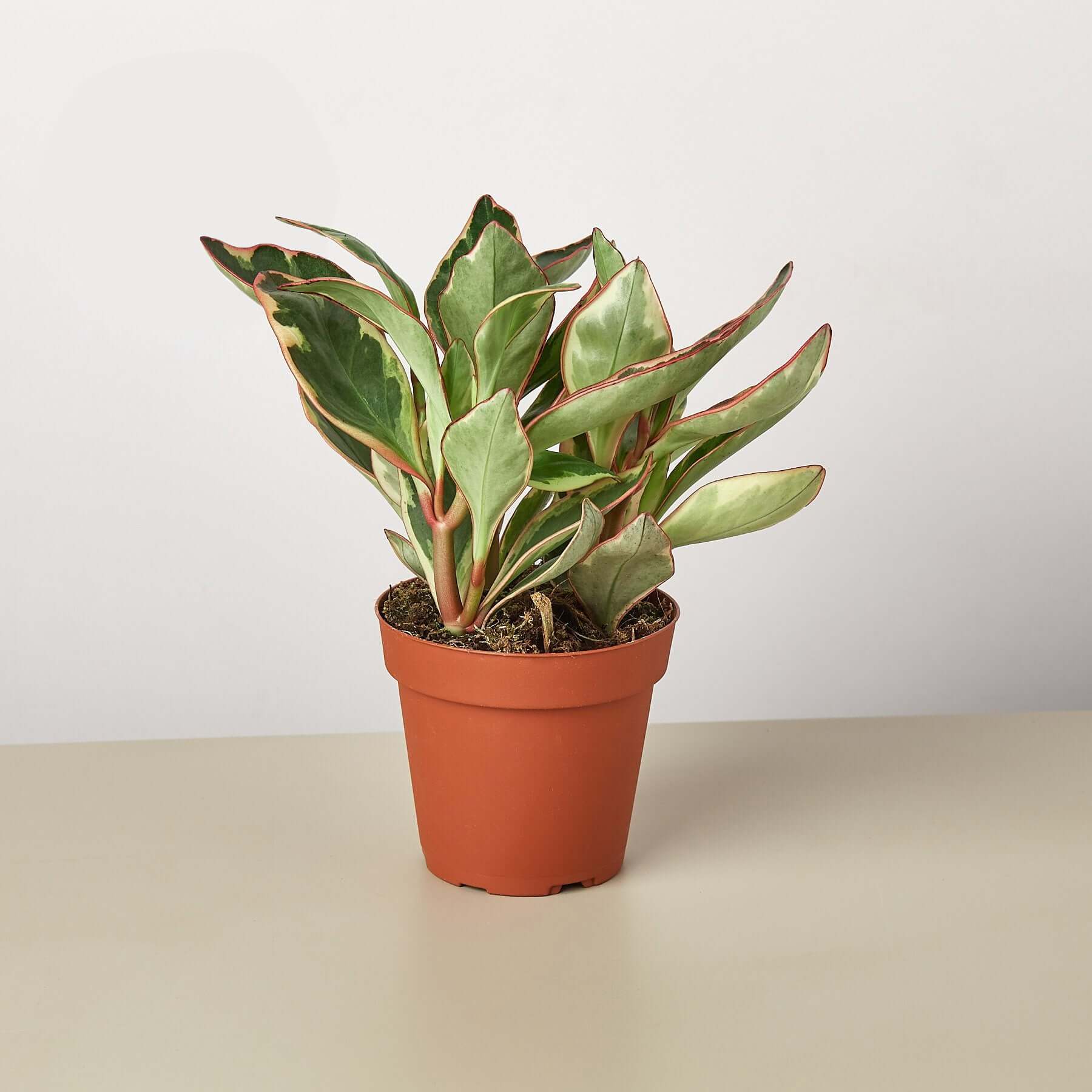 Peperomia - Ginny | Modern house plants that clean the air