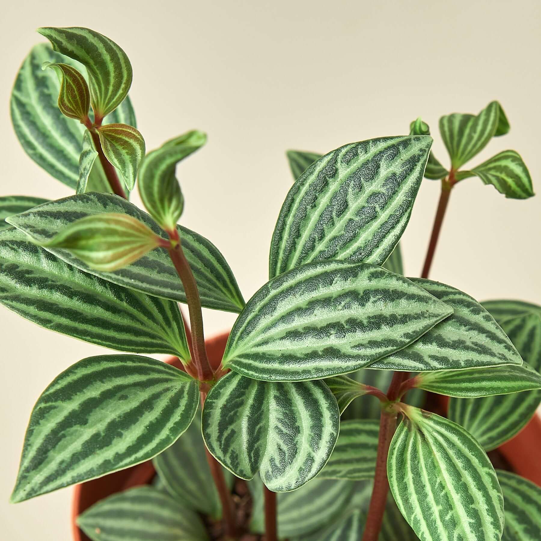 Peperomia - Parallel | Modern house plants that clean the air